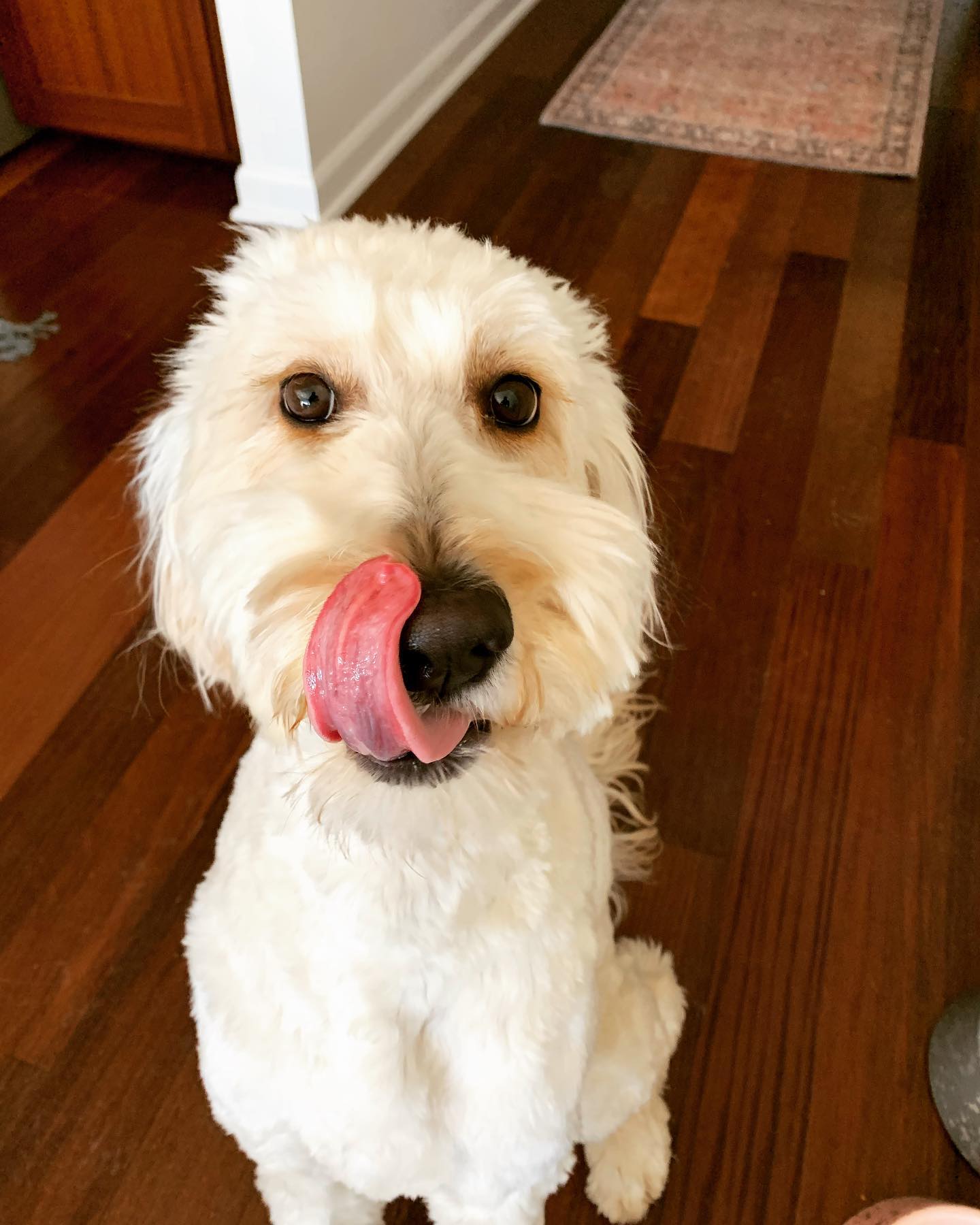 Happy #tongueouttuesday 😜