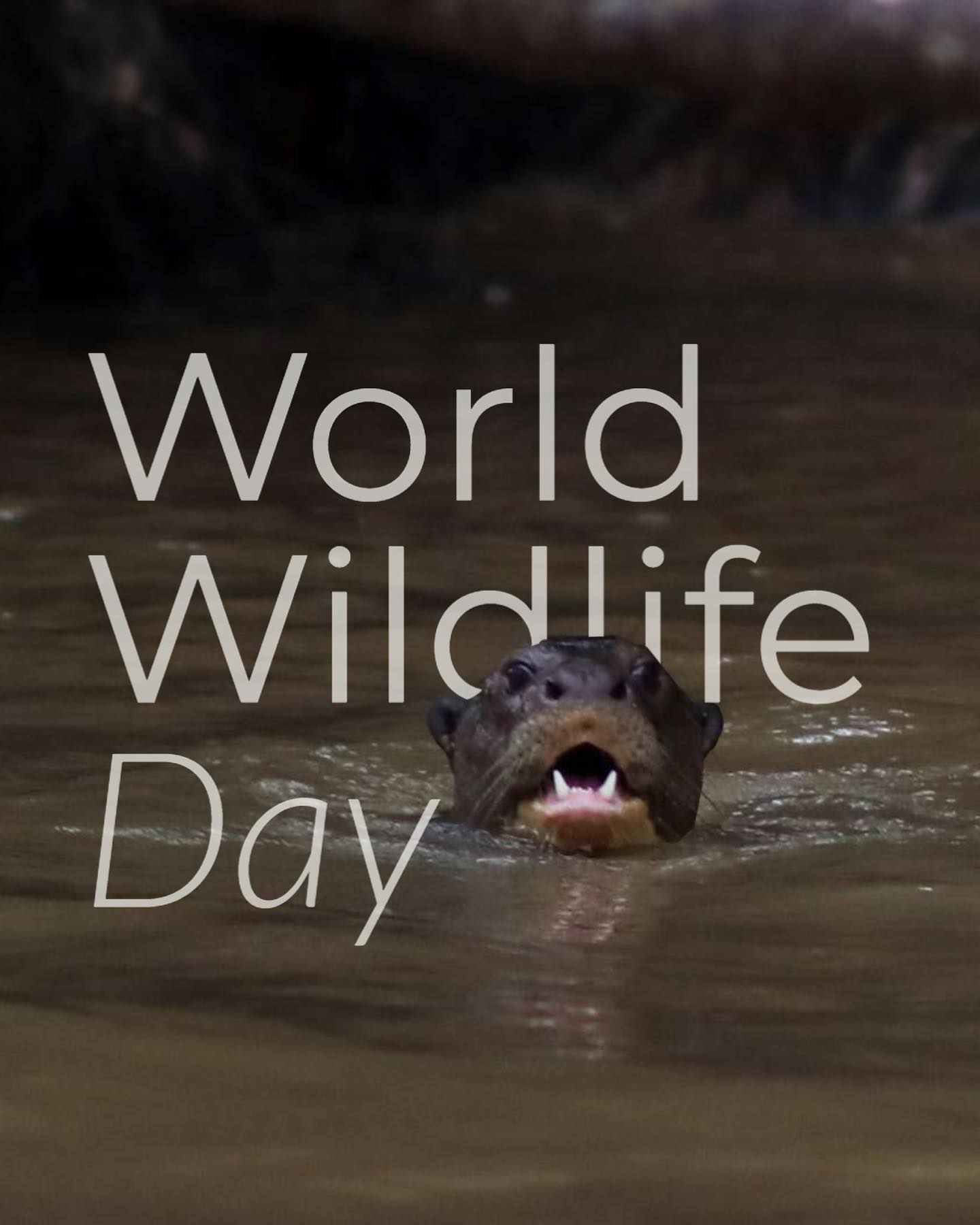Celebrating life in the Amazon! Let’s continue to work together to protect our forests and rivers. Happy world wildlife day🌎🌿
Endangered giant river otters photographed by @nengabug on the Tiputini River in the Yasuni National Park. Otters are not only a keystone riverine species but they are also key to many indigenous origin stories.
Does anyone remember who otter’s lover is? If you’ve stayed with us at Iyarina and heard some Amazonian kichwa origin stories you might know that it’s the kingfisher!
#worldwildlifeday #originstories #amazonrainforest #indigenousknowledge