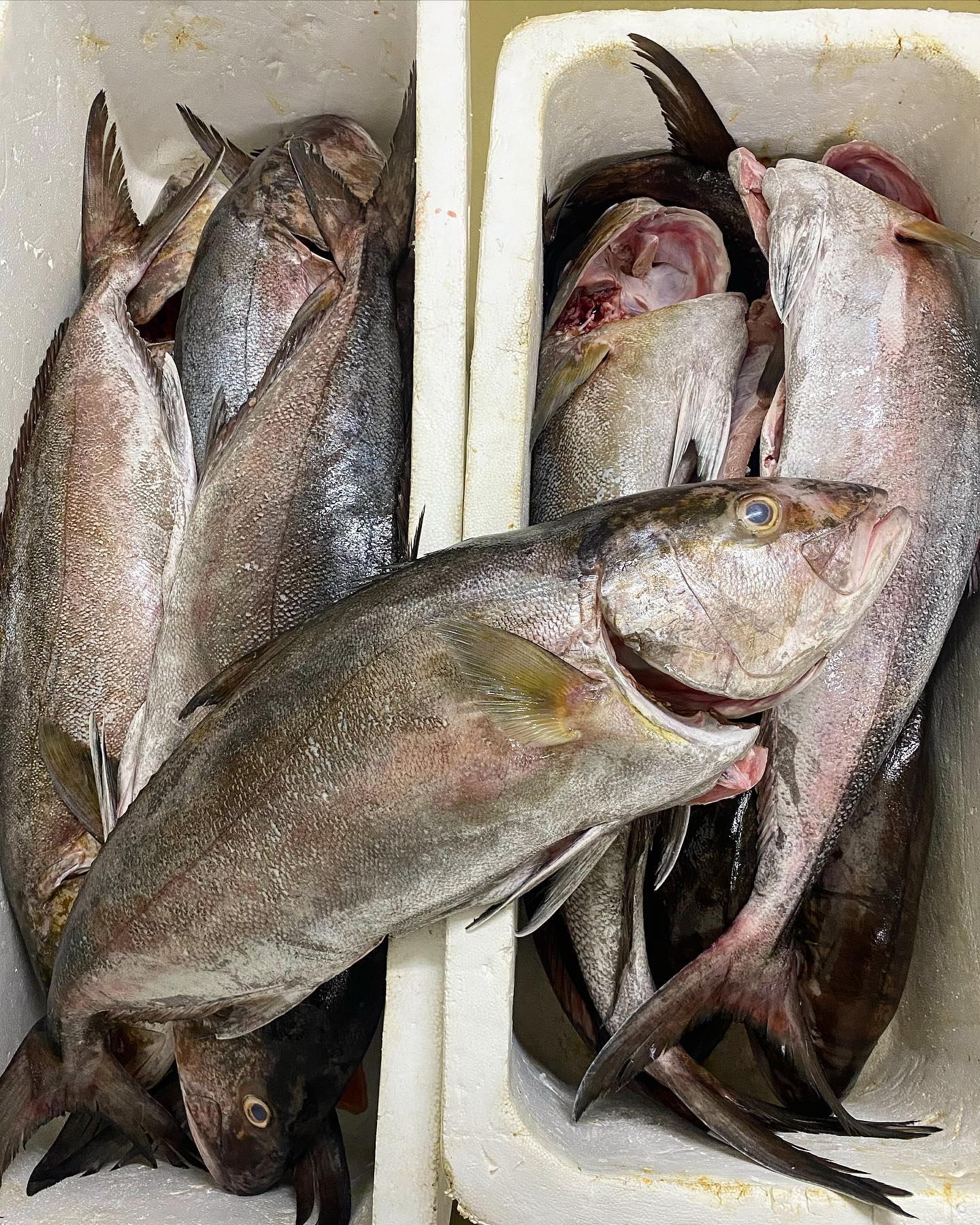 🇨🇴www.pescandopacifico.com🇨🇴
Nombre científico: Seriola durmerili
Especie nombre común: Bravo/medregal - pez limon 🐟
Lugar de captura:📍 Basan, norte de nariño
Método de captura:línea de mano 🎣
Embarcación : Lancha (viento y marea) ⛵️
@pescandopacifico #faena #bravo #fish #sustainablefish #catchoftheday #foodporn #fresco #pescaresponsable #foodgasm #gastroskills #gastroart #colombia #pacifico #omg #blessed #nature #fresh #litoral #pacifico #fishman #foodie #fish #foodphotography #fitfood #fishing #gastronomy #picoftheday #sustainablefood