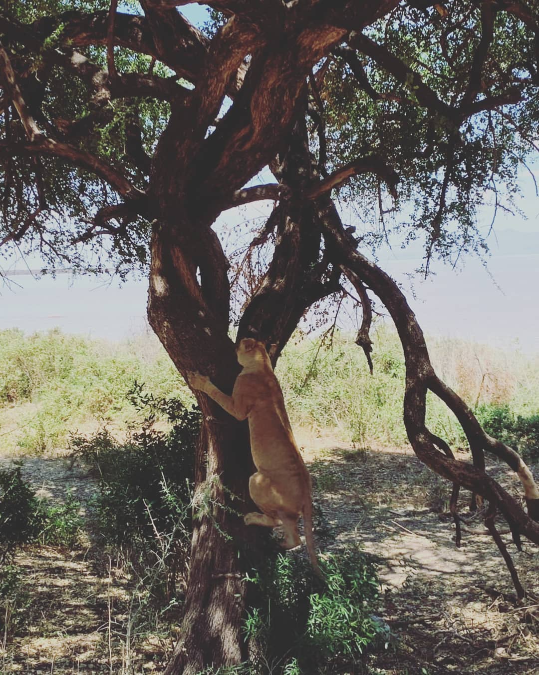 Beautiful Lake Manyara National Park.
#éléphants #travel #naturelovers #animal #picoftheday #wildlifephotography #life #yolo #travellingthroughtheworld #safariinafrica #tanzanisafari #Tarangirenationalpark #ngorongorocrater #traveldiary #travelph #travelwithme #travelworld #travel #naturelovers.