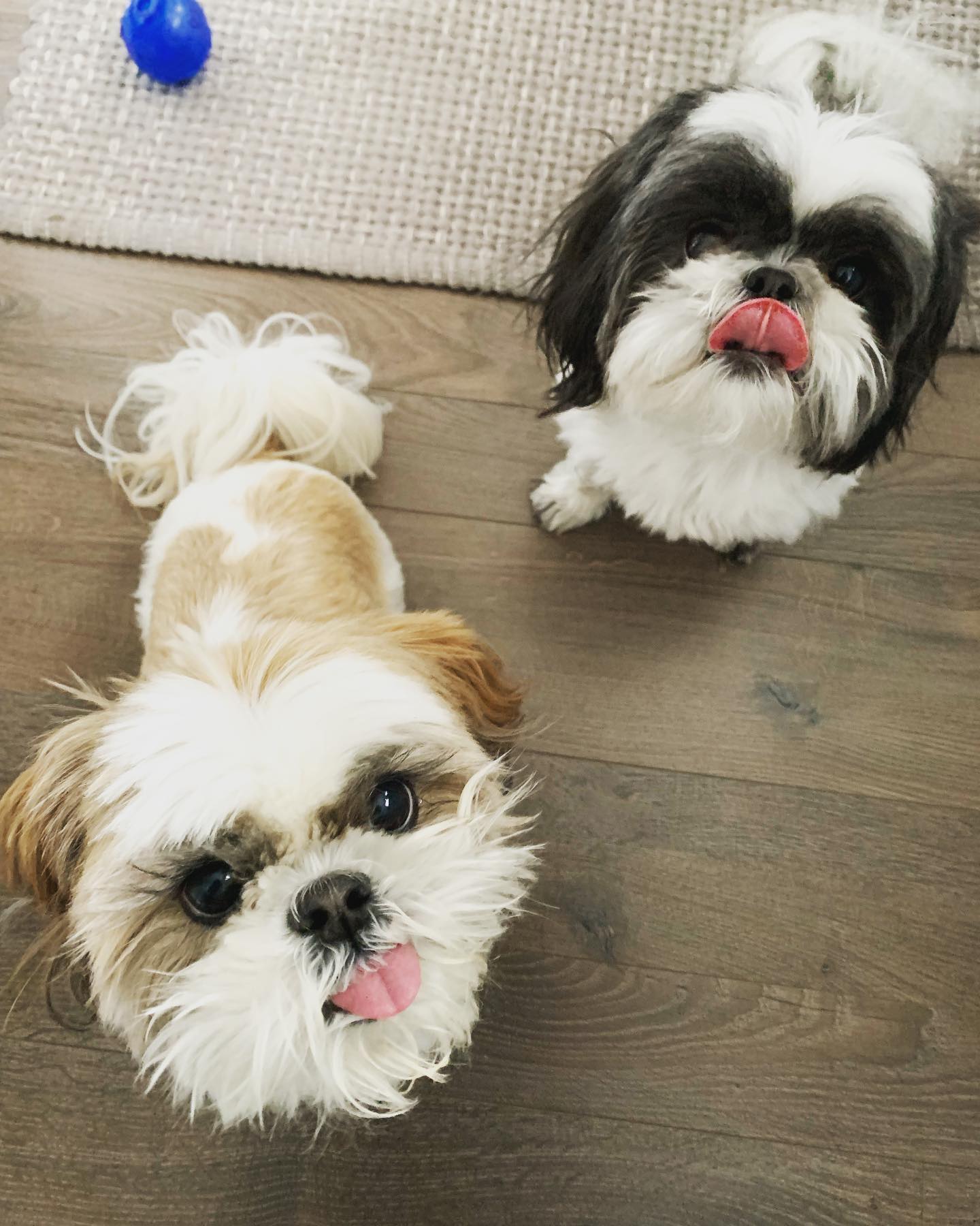 “We’re ready for our treats, Jeff!”