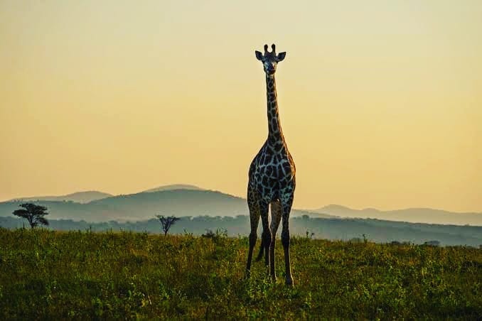 Girrafes in Serengeti National Park.
Wonders of the wild.
#serengetinationalpark #tanzaniasecretofafrica #natgeotravel #TravelTheWorld #TravelAddict #travelgram #sirinisafaris #travel #travelblogger #travelprofessional #natgeo #safari #safariadventure #luxurytravel #travelphotography #travelgram #natgeowildlife #nationalgeographic #wildlife #nature #relax #refreshing #bucketlist #adventureawaits..
www.sirinisafaris.com