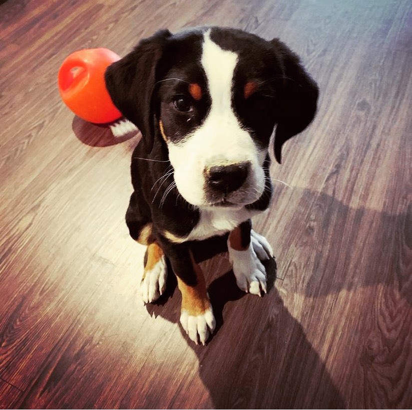 Been walking Blue since she was a puppy, now she’s a giant puppy! 🥰