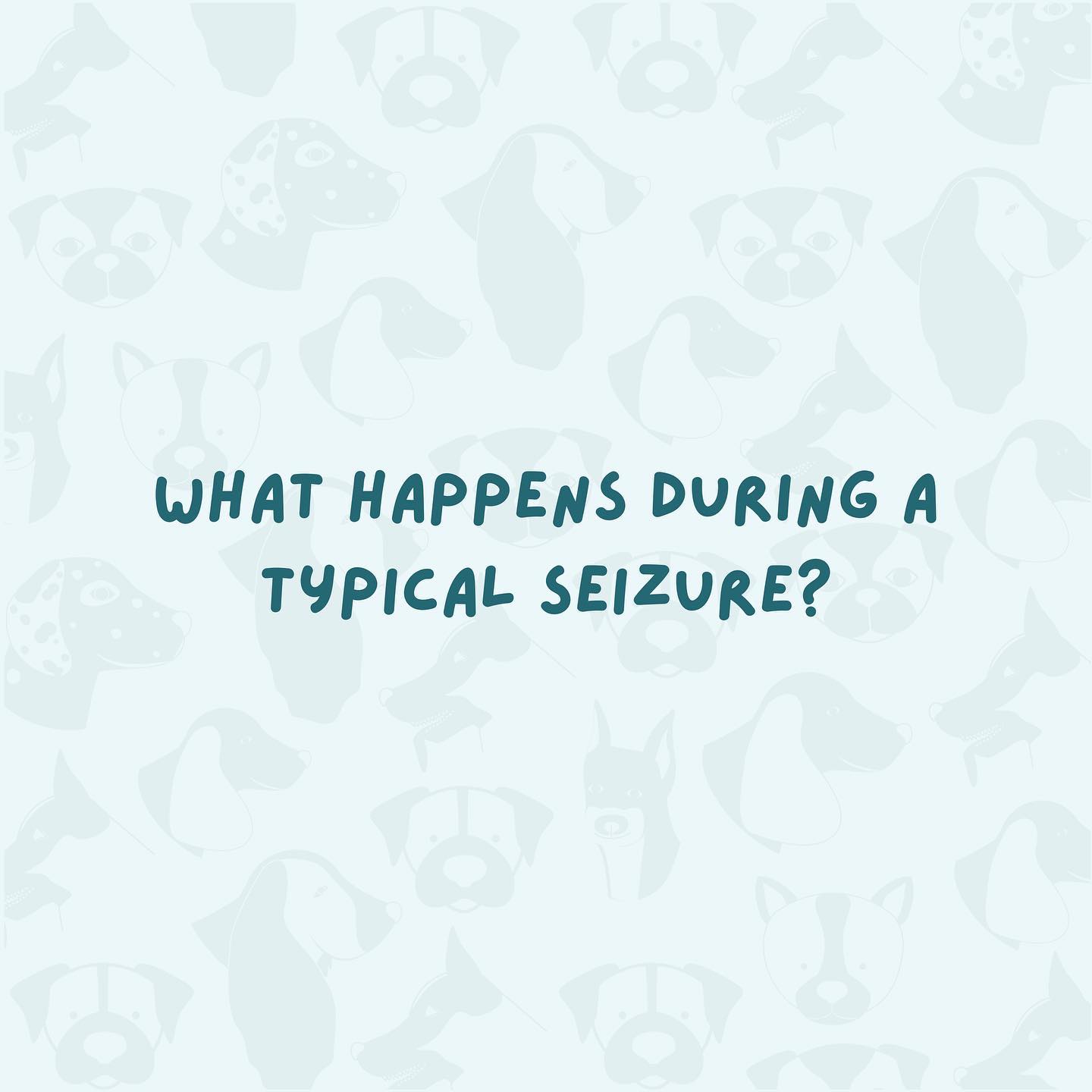 Seizures consist of three phases: the pre-ictal phase, ictal phase, and the post-ictal phase. Symptoms can include loss of consciousness, disorientation, collapsing, salivation, or pacing. #CanineEpilepsyAwareness