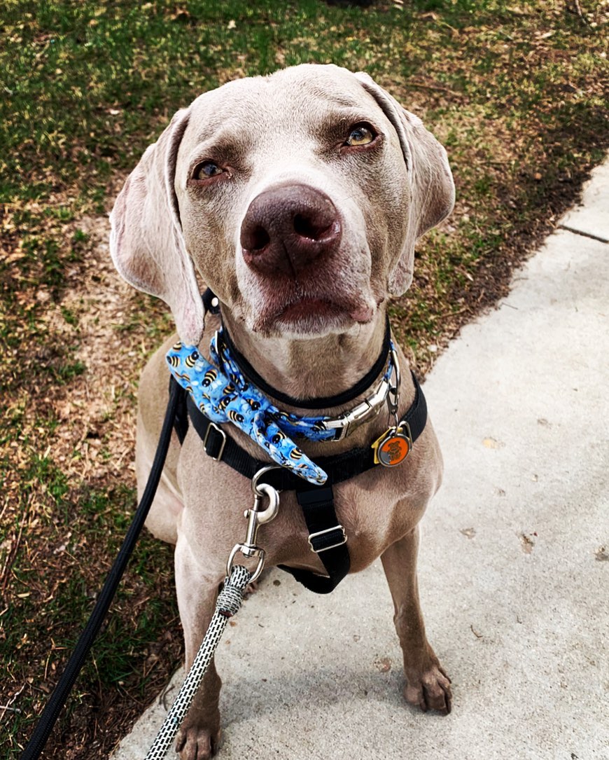 Please welcome Rezak to the pack! He’s such a sweetheart! 🥰