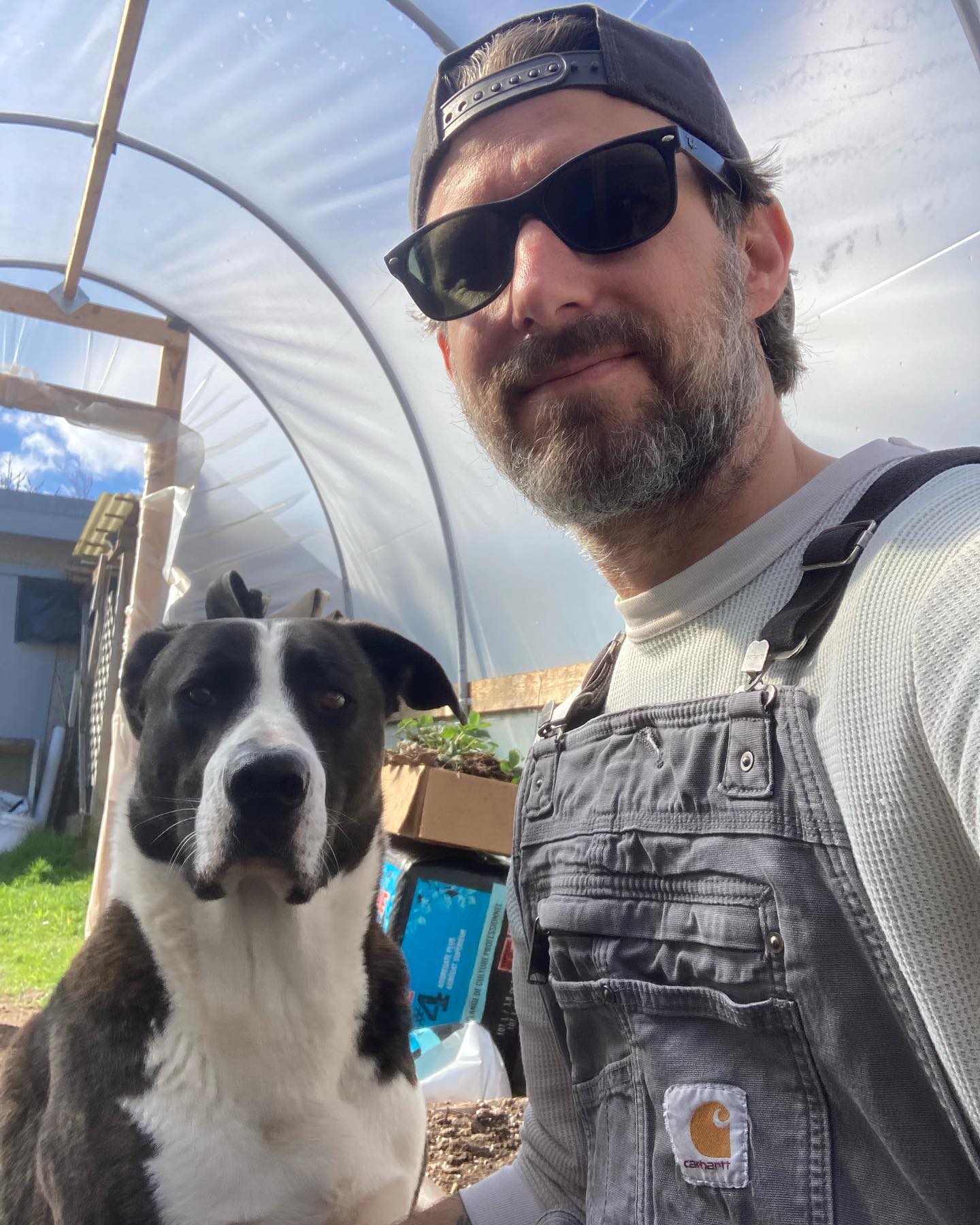 Pup adopted the greenhouse for his dog house. Very warm in here today 🌞 Feels so good!