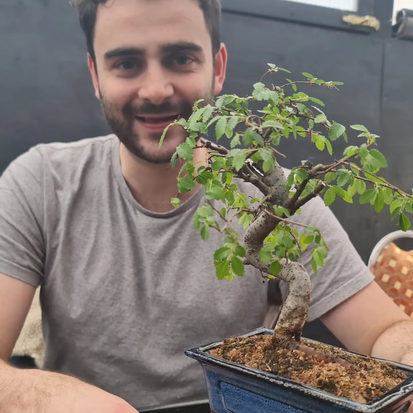 Reporting Chinese Elm