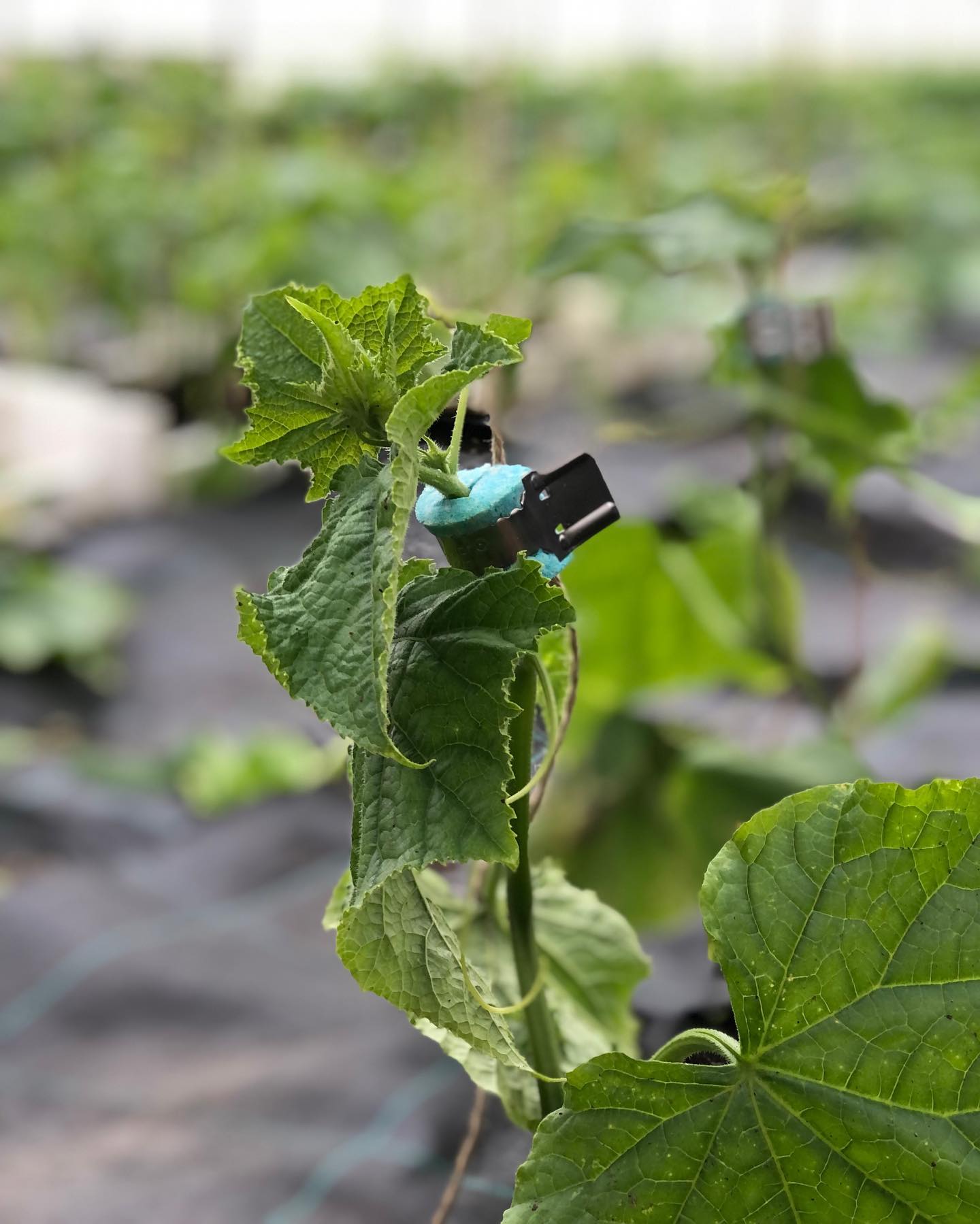 Jede Gurke wird an einer Hanfschnur mit zwei Schwamm-Clips befestigt. Wenn sie wächst, wird immer wieder der untere Clip gelöst und wieder am neugewachsenen Kopf der Gurke befestigt. So ist sie immer gut fixiert.
.
.
#gurken #gurkenanbau #bio #demeter #schlangengurken #nostranogurken