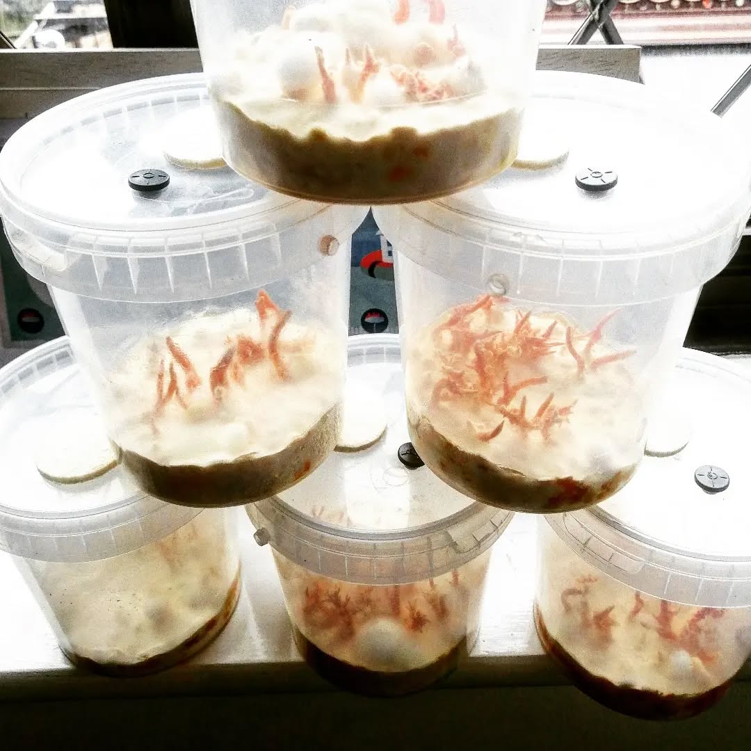 Cordyceps militaris. #mushroomgrowkit #mushroomcultivation #cordycepsmushroom #cordycepsmilitaris #medicinal #cordyceps #mushroomkit #mushroom #mushlove #fungifanatic #fantasticfungi