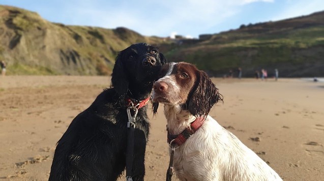Easter is upon us!🐥
Our office will be open from 9am-5pm on Saturday and Sunday for any enquiries and we'll have patrol vessels on the water to make sure everyone is safe.
Happy hounds are more than welcome!🐶 There is water available for them at the Harbour Office if they’re thirsty!
If you're walking near Farlington marshes, the Oysterbeds or The Kench please stick to the footpaths and ensure pets are kept under control so disturbance to sensitive bird populations is kept to a minimum🦮🦆
Please don't leave dog poo behind. It's highly damaging for the environment, unsightly and makes the site unpleasant for other users.
We look forward to seeing you soon!