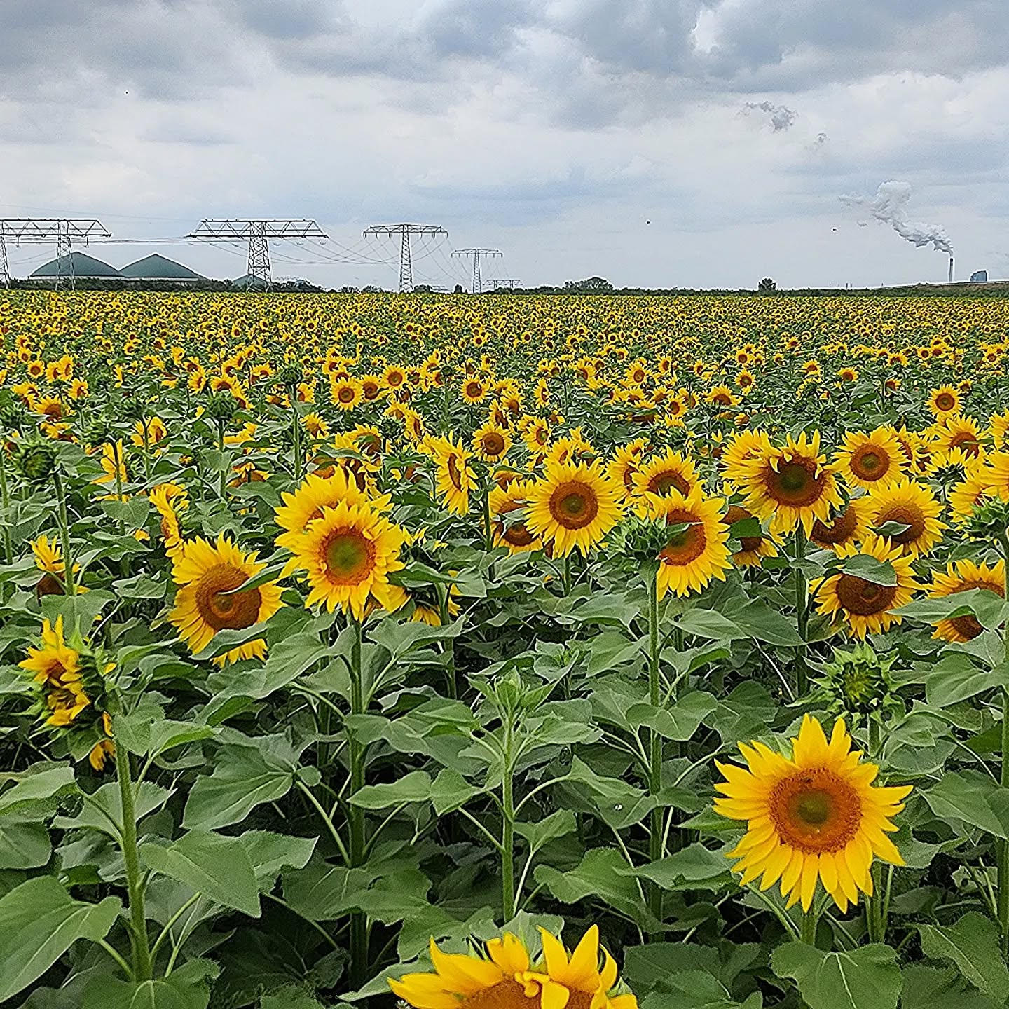 Der ökologische Sonnenblumenbestand, aus der letzten Saison. Eine schöne Alternative zum Raps, als gängige Ölfrucht.
#sonnenblume #landwirtschaft #ökologisch #sunflower #agriculture #oil #yellow #organic #field