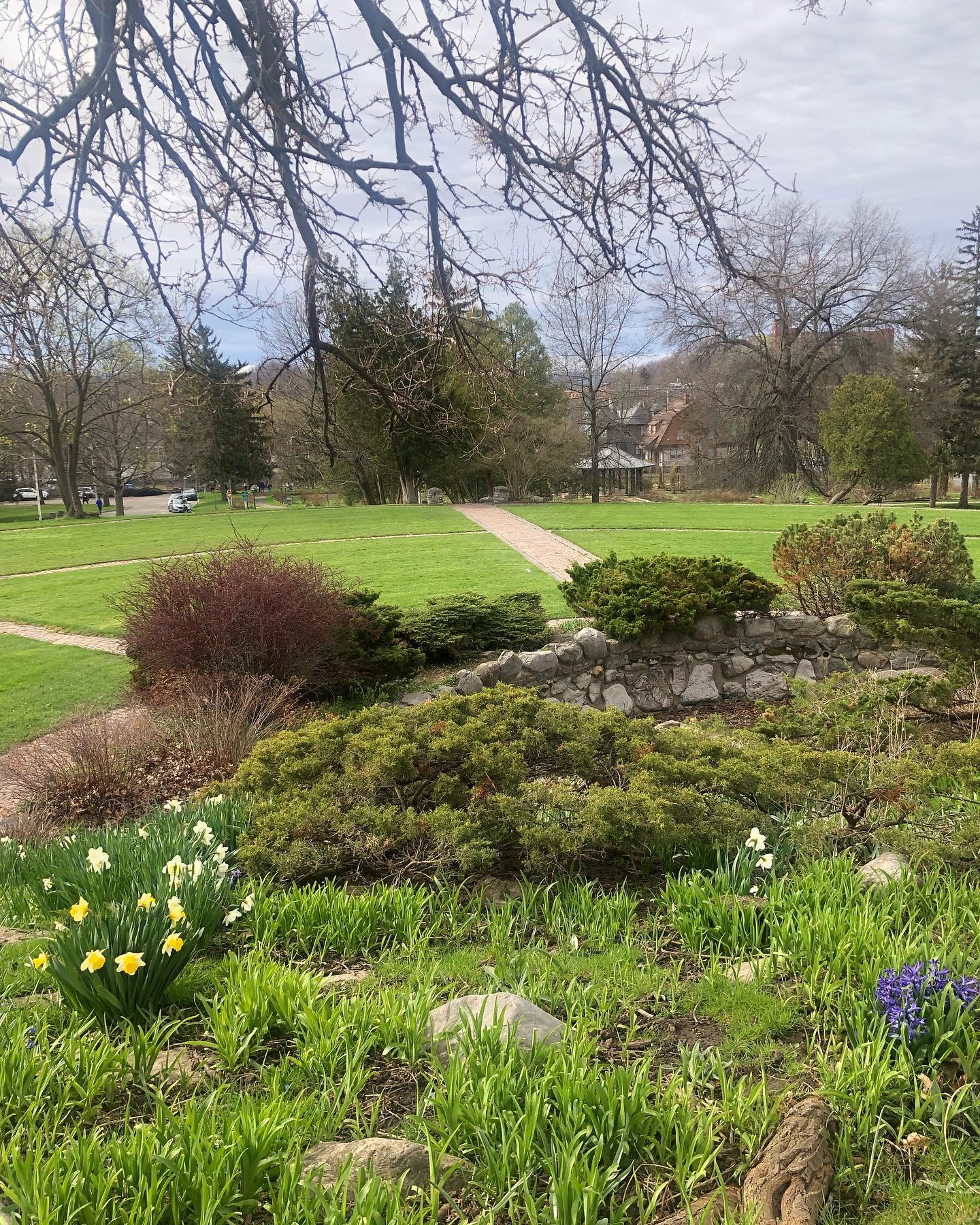 It’s an absolutely beautiful morning in Thornden Park. There is still time to learn about how to volunteer in the park. Join us anytime between 10 and 11am.
#thorndenpark #earthday #syracuse