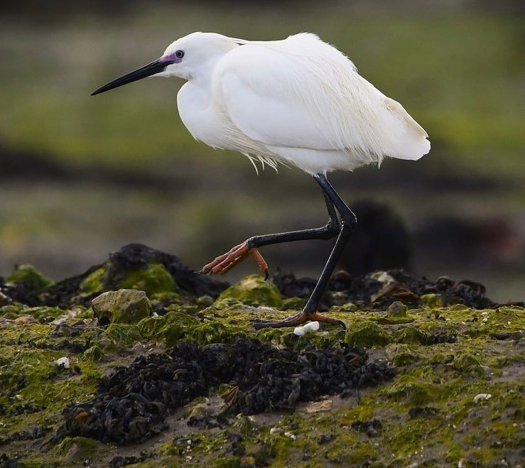 It’s #earthday 💚
What a time to celebrate our beautiful environment and coast in the Solent! The multitude of habitats found in Langstone, including saltmarsh and seagrass beds, are brilliant at supporting such a diverse community of wildlife, and help play a vital role in the fight against climate change🐟🦭🦆
As important as #earthday is to raise awareness about incredible projects that are helping to protect the planet worldwide, everyday we have a responsibility to protect the home in which we all live.
Want an easy and one of the best ways to celebrate the beauty of nature? Get out! Take a stroll with the dog, get out on your bikes, do a spot of planting in the garden or even clean up the local park!🦋🌳 Getting out and about helps to develop that connection and feel in touch with the inherent value of nature but also to help appreciate how important it is to our everyday lives!🌍🍃