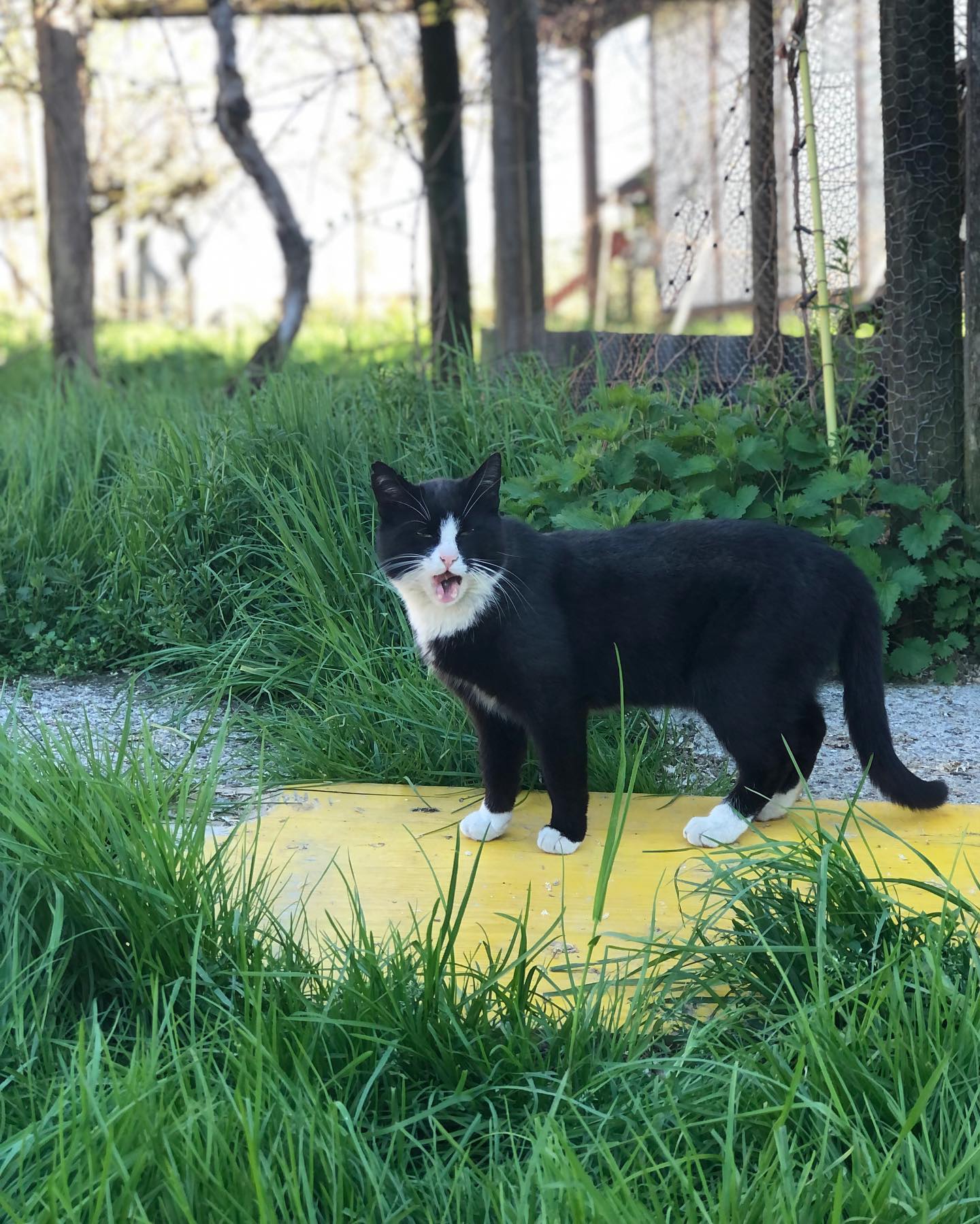 Gemütlicher Sonntag🥱
Und was macht Ihr so?😊
.
.
#sonntag #sonntagsmüdigkeit #lazy #sunday #hof #katze #ruhe #gemütlichkeit