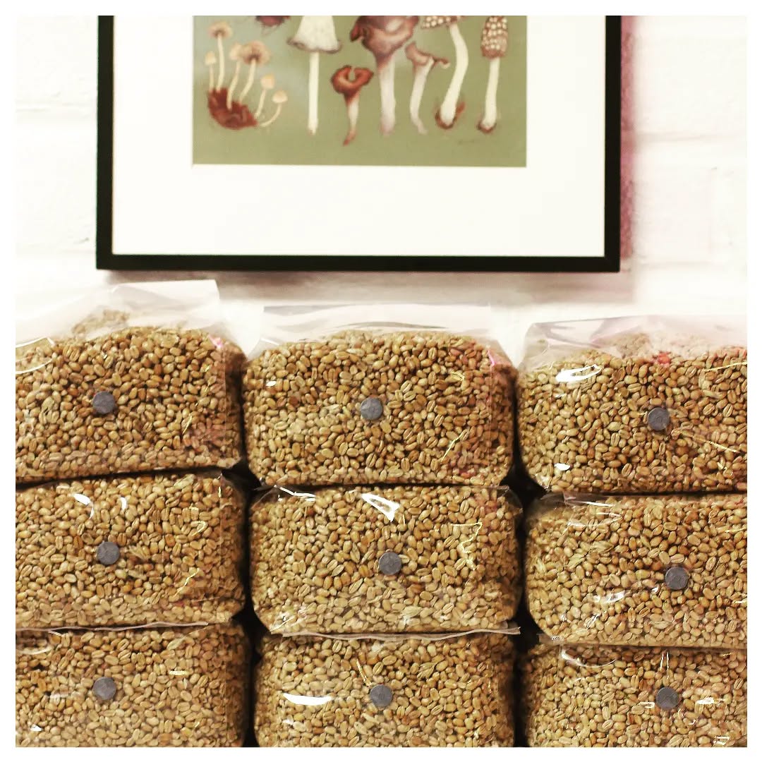 Washed, soaked, perfectly hydrated, drained, bagged, sealed, sterilised beyond all doubt & then shipped to you at a low, non-rip off price. Why pay more. Fungurufarm.com #sterile #grainspawn #rye #wheat #mushroomcultivation #mycologymonday #mycology #mycologysociety #fungifanatic #fungilove #mushlove #mushroomgrowing #mushroomfarm
