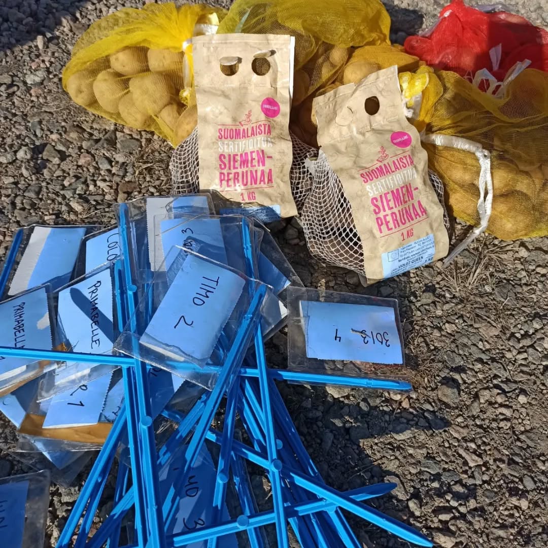 Uuden varhaisperunalajikkeen metsästys on käynnissä! #varhaisperuna #perunakoe #lajikekoe