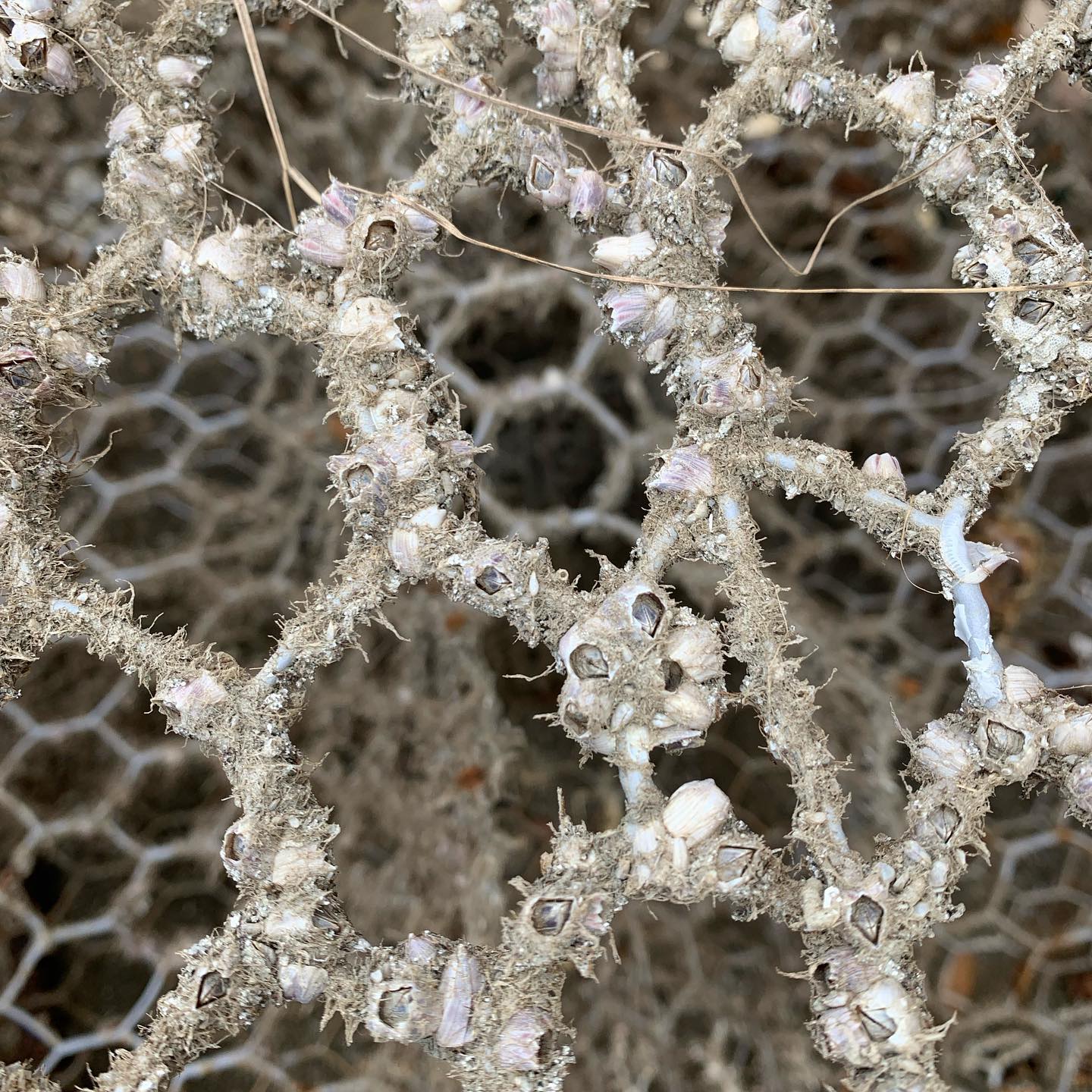 Textures of Thunderbolt, GA. pt 2
•
#art #artist #architcture #architect #photography #architecturephotography #textures #beach #architecturedesign #drawing #draftingpatterns