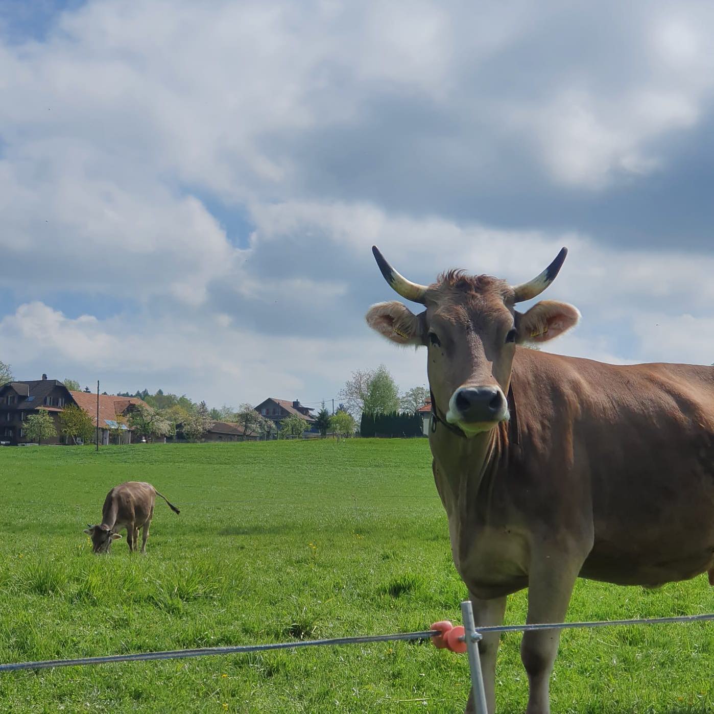 Die Ladies geniessen es auf der Weide😍
.
.
#weide #frischeluft #frischesgras #weidekuh #biokuh #demeter #braunvieh #originalbraunvieh #gesund