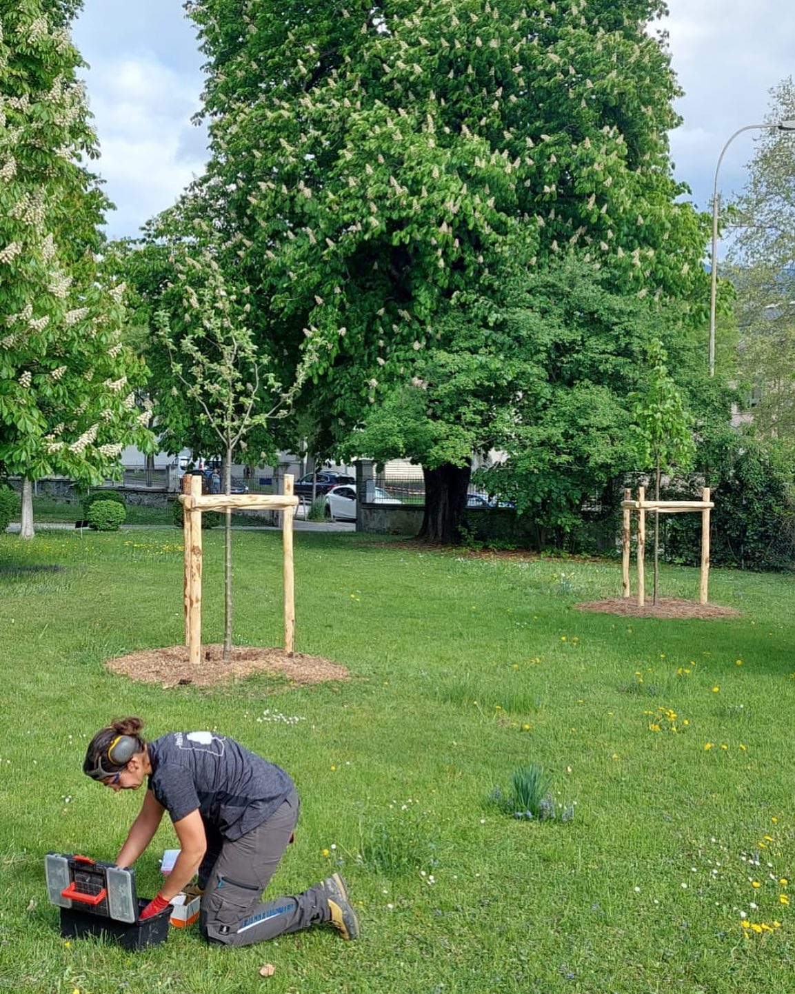 Plantation d’arbres fruitiers. Provenance: Patricio Borter pépinière Synergaia à Unterems Haut-Valais 😀#soinsauxarbres #treework #baumpflege #arboriste #valais #plantation #fruitiers