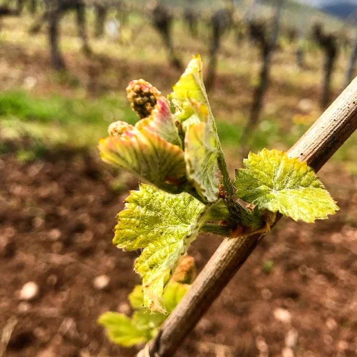 Silence ça pousse ! 😍