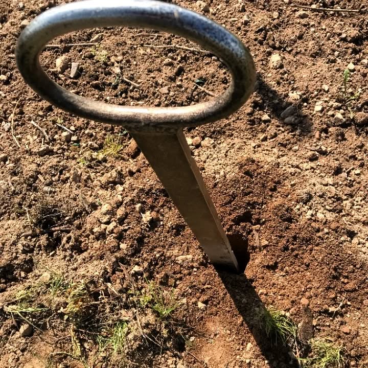 Plantation mai 2022 ~ 25 ares de Sylvaner