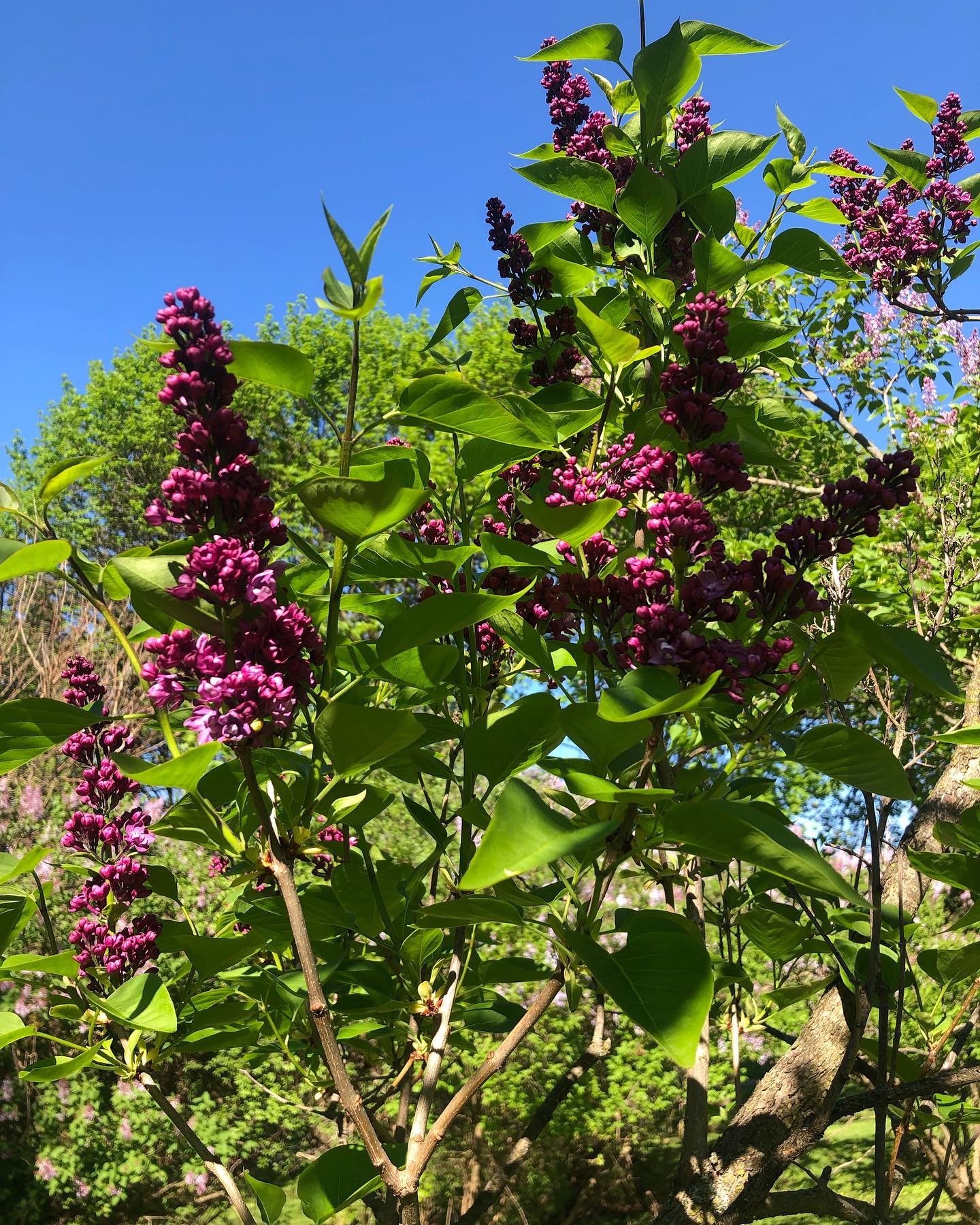 The lilac grove is in full bloom. Check out the heavenly smells and flowers this week.
#thorndenpark #springishere #syr #syracuse