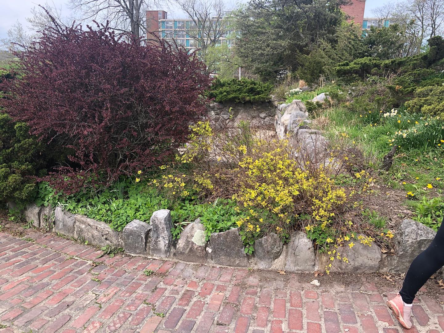 VOLUNTEER OPPORTUNITY
Join us this Saturday May 14 and next Saturday May 21 at the Lily Pond anytime from 10-12.
Last week we started mulching the Lily Pond. Swipe to see the after