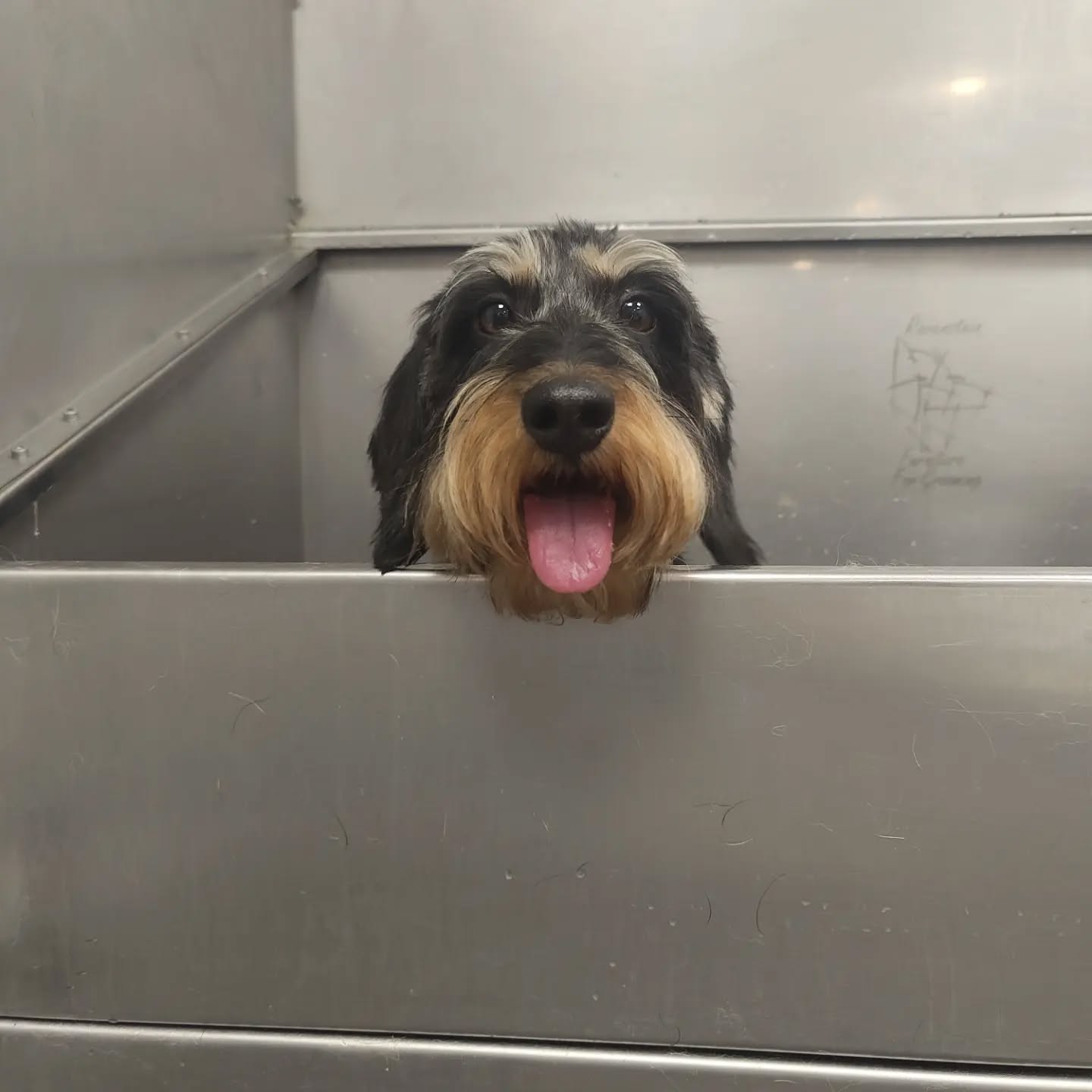 🐶❤️ Hunde ❤️🐶
#doggroomer #hundefrisör #hundefriseur #dackel #tekkel #mischling #doodle #hundeliebe