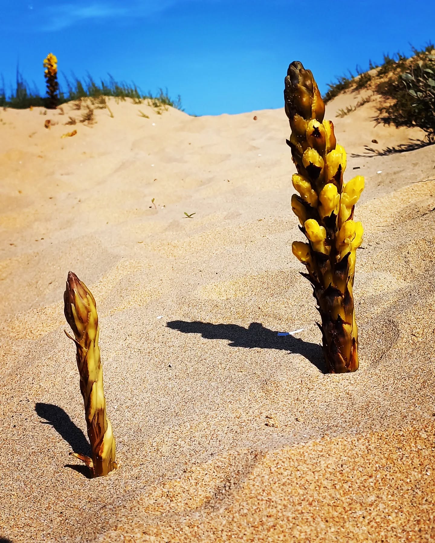 Asparagues time! 😋
.
.
.
#kanalusurfhouse #guesthouse #aljezur #arrifana #algarve #healthylifestyle #goodlife #igers #surflessons #room #yoga #veggiegarden