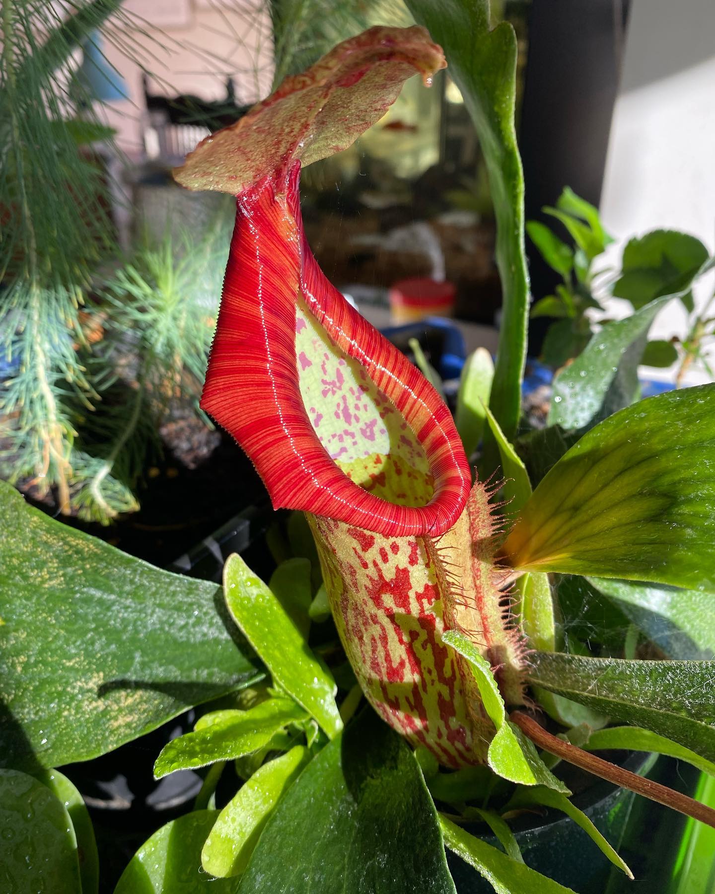 This pitcher plant is loving the winter sun. How amazing is evolution! #pitcherplant #exquisite_planet #evolution