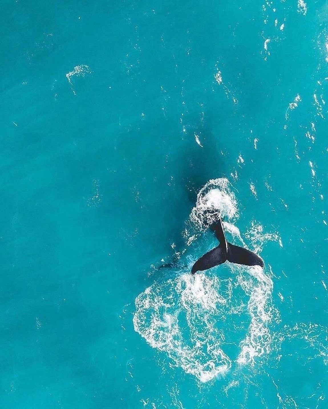 8 de junio DIA MUNDIAL DE LOS OCEANOS.
De acuerdo con la ONU, la iniciativa tiene como propósito informar sobre el impacto de los humanos en el océano, desarrollar un movimiento mundial de ciudadanos por el océano y movilizar y unir a la población mundial en un proyecto para la gestión sostenible de los océanos.
Se estima que la contaminación por plástico resulta anualmente en la muerte de más de un millón de aves marinas y cien mil mamíferos. Desde un punto de vista económico, genera pérdidas por 8000 millones de dólares en concepto de daños al ecosistema marino. #felizdiadelosoceanos