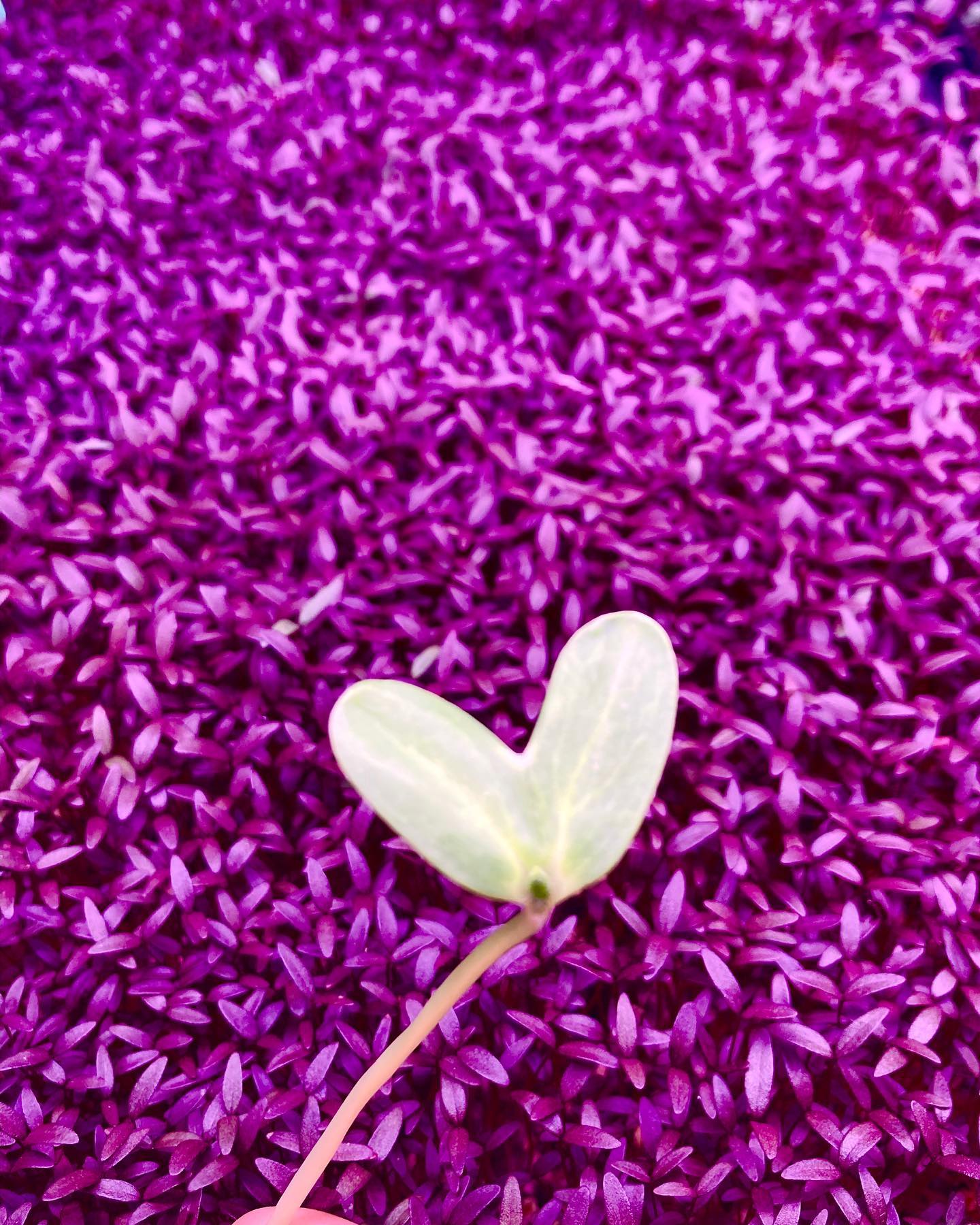 A surprise ❤️ while harvesting this week
🌱
🌱
🌱
🌱
🌱
#harvestday #microgreens #sunflowershoot #supportlocal