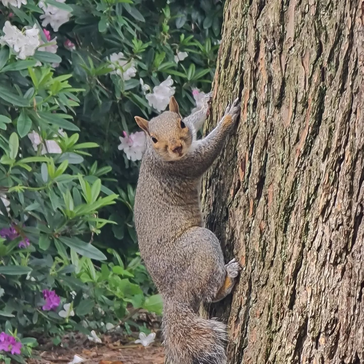 Always nice to get out and about, a 20 min walk at lunch of a 2 hour climb up and down Pen y Fan and a trip to the Royal Welsh Showground. Been a busy but enjoyable weekend #wales #breconbeaconsnationalpark #nttredegarhouse