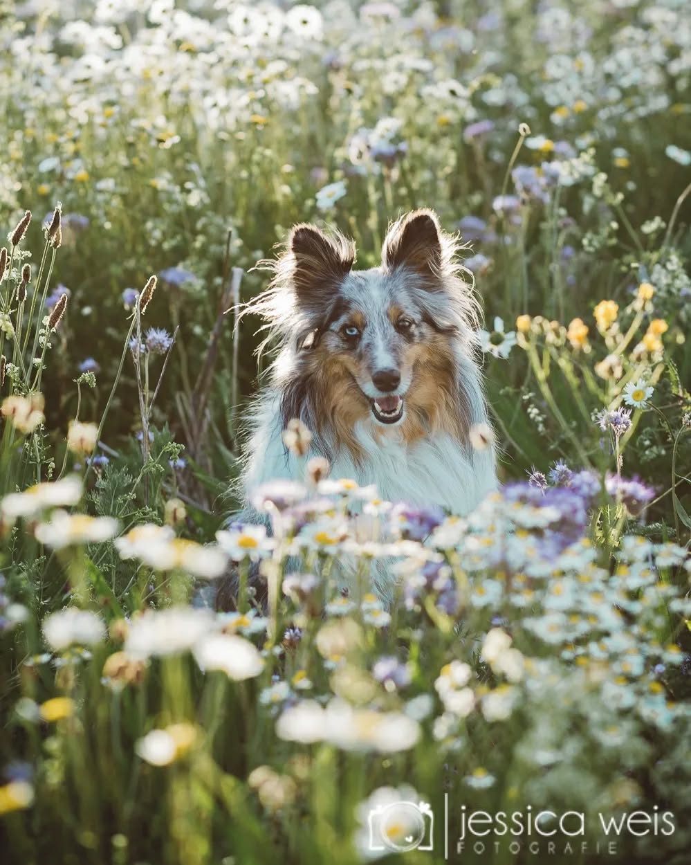 #hundeliebe #hundeshooting #abendsonne