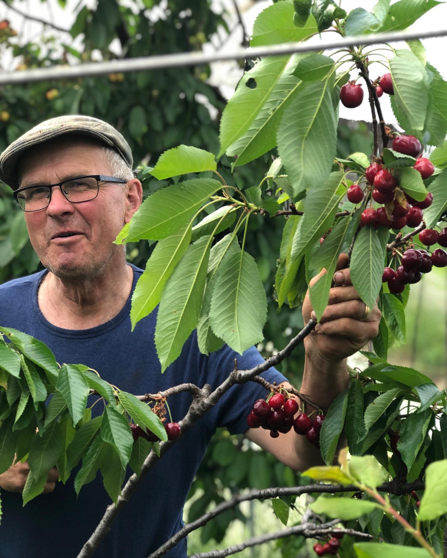 Die Kirschensaison beginnt heute bei uns!😍 Ab morgen haben wir die ersten eigenen Kirschen am Markt. Ungespritzt und schon jetzt voller Geschmack!😋 Kommt vorbei!😊
.
.
#kirschen #chriesi #demeter #natürlich #naturnah #geschmackvoll #lecker #süss