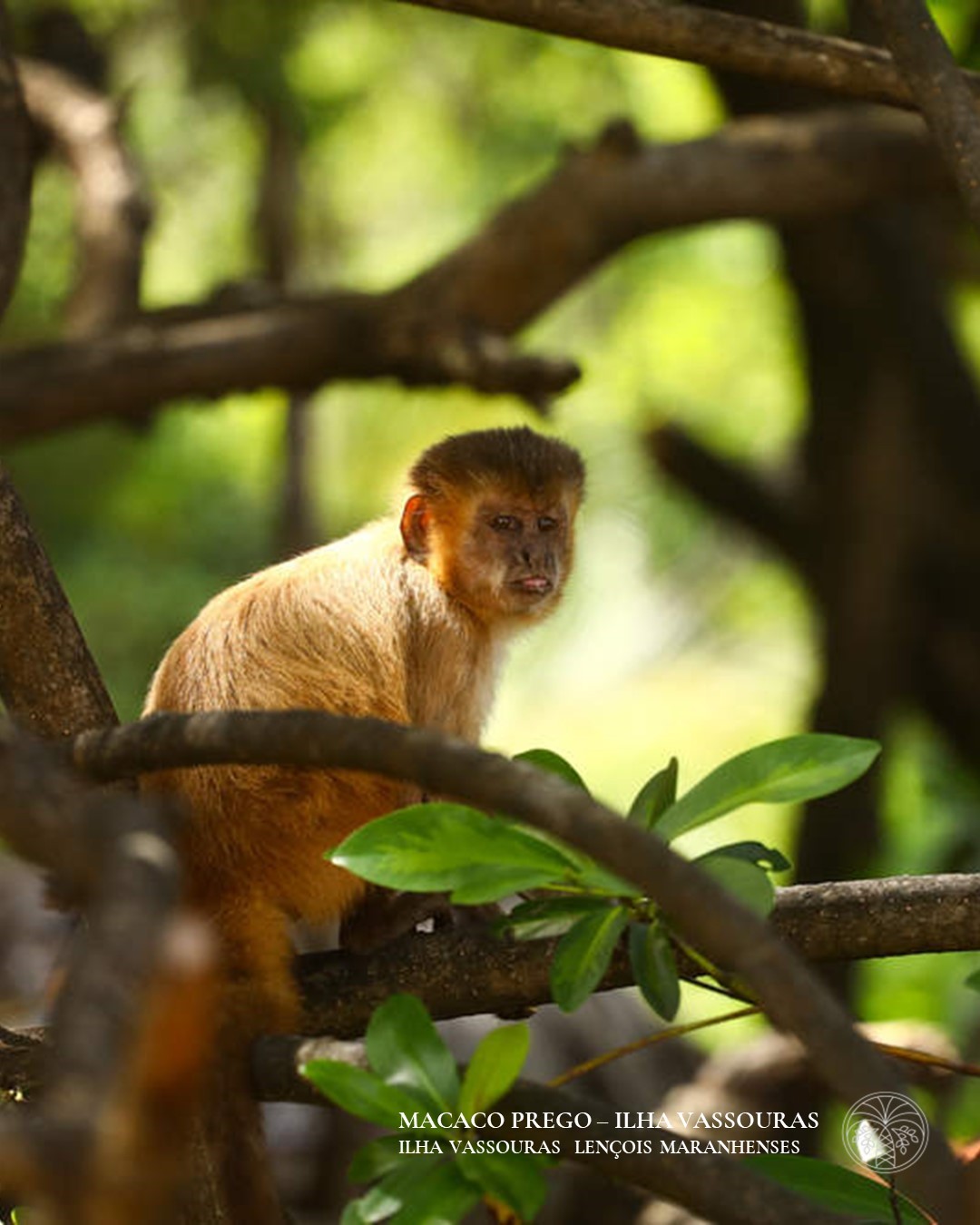 A rica vida animal na Rota das Emoções esta presente durante todo percurso. Deixe-se encantar com essa natureza espetacular.
The rich animal life on Emotions Route is present throughout the itinerary. Let yourself be enchanted by this spectacular nature.
#animallife #ecoadventure #traveladventures #jungletravel #ecoturismo #turismodeaventura #traveltobrazil
