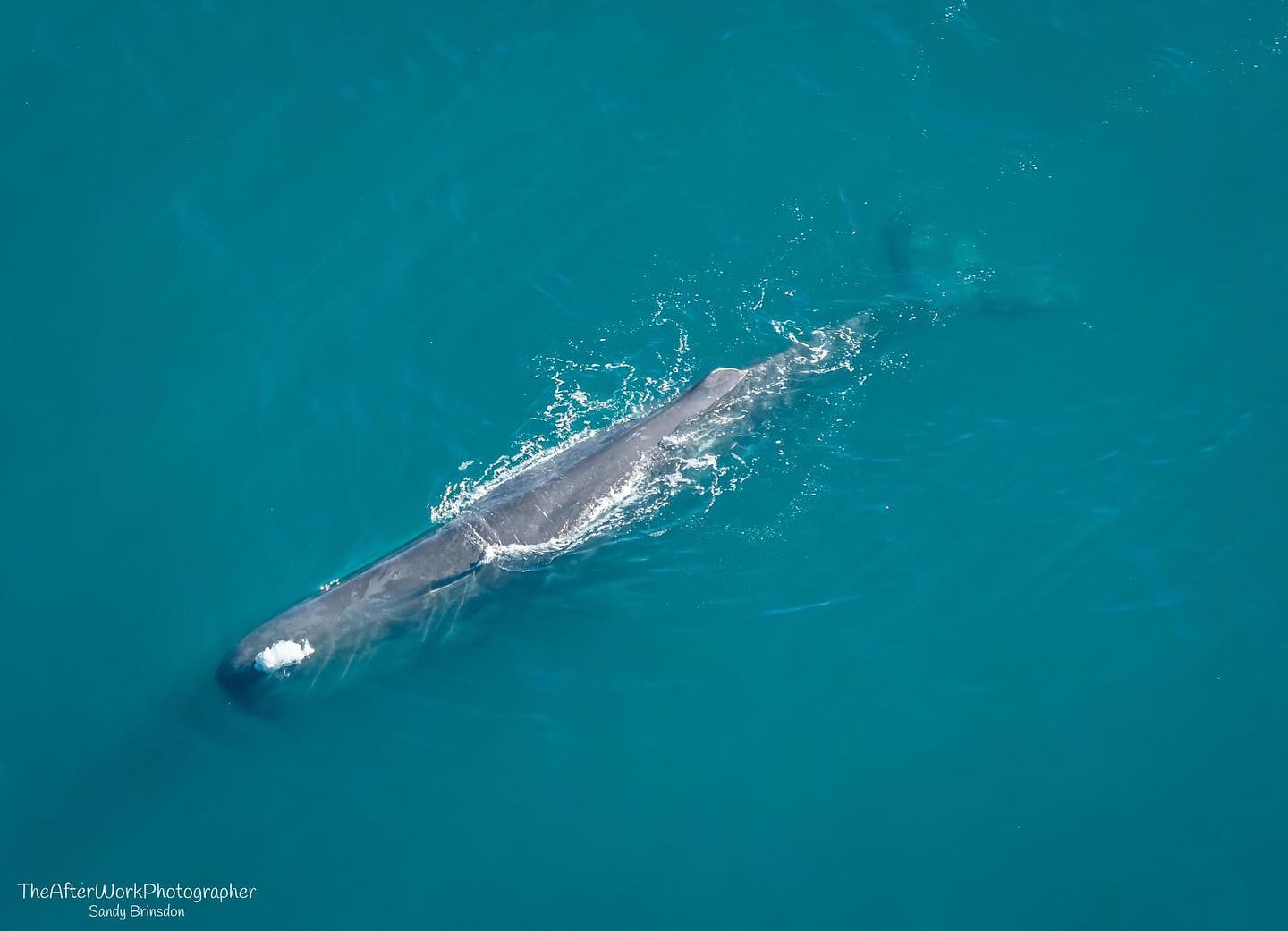 It’s coming into our favourite time for seeing whales! 🐳 In the winter we have plentiful sperm whales sightings, and we see humpback whales passing by on their migration north. Add to that beautiful snowy mountains, it’s a great time to fly!
The sperm whale captured thanks to @theafterworkphotographer. See our website or call 03 319 6579 to book.
#kaikoura #spermwhale #scenicflight