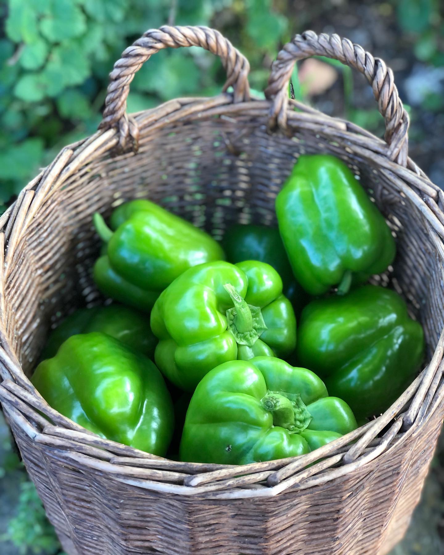 Die ersten Peperoni von uns gibts am Markt Morgen in Luzern!😍 Sehen fast schon zu schön aus, für das sie so naturnah gewachsen sind! Wir nehmen sie trotzdem!😋 Der Geschmack ist noch nicht top, für den Anfang aber allemal gut😊
.
.
#harvestday #peperoni #frisch #demeter #biologisch #naturnah