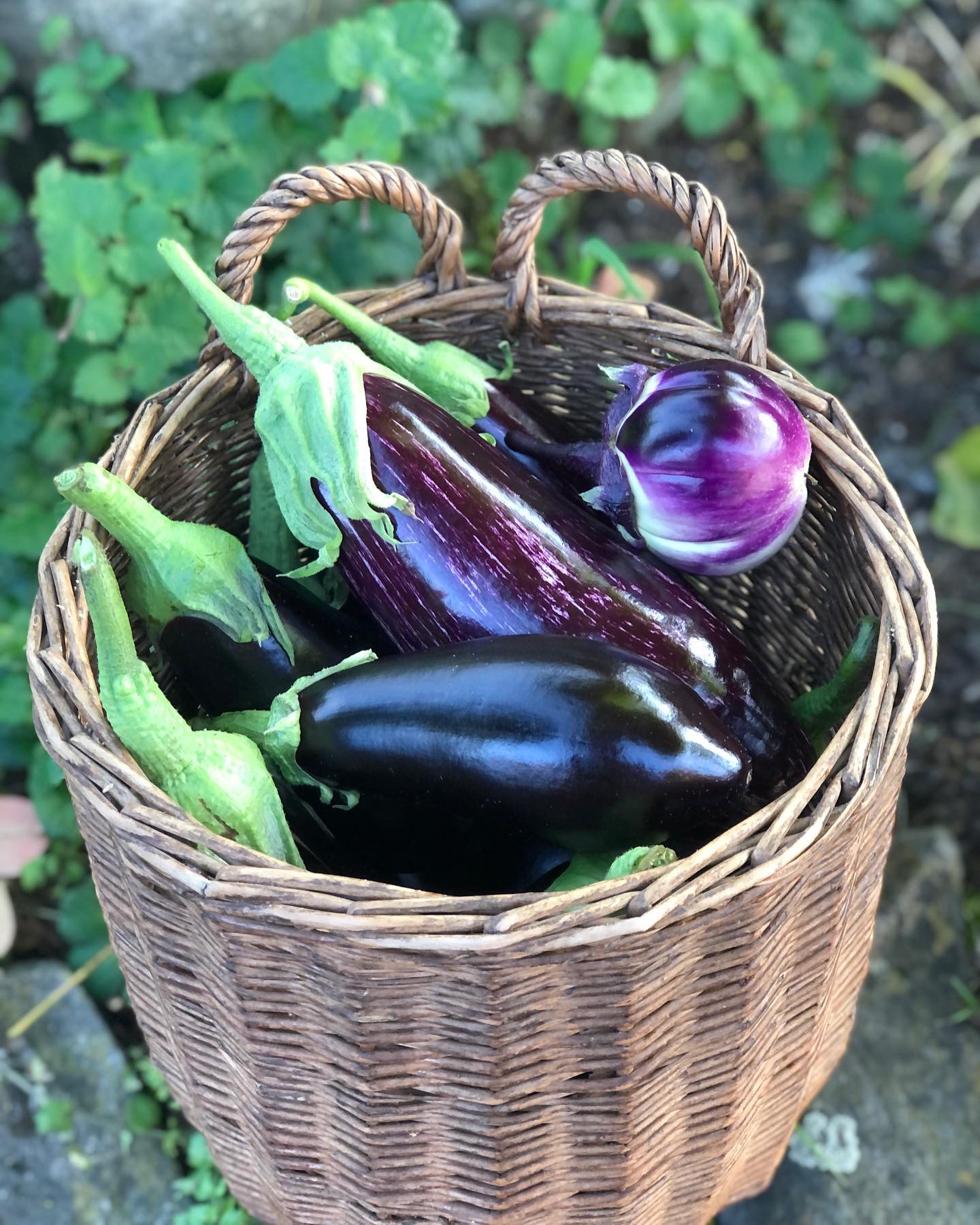 Auch die Auberginen kommen langsam aber sicher richtig in Fahrt!😍 Noch sinds nicht so Viele aber Morgen am Markt gibts wieder ganz Frische!😊
.
.
#auberginen #eggplant #eierfrucht #vomHof #demeter #frisch #naturnah #lecker
