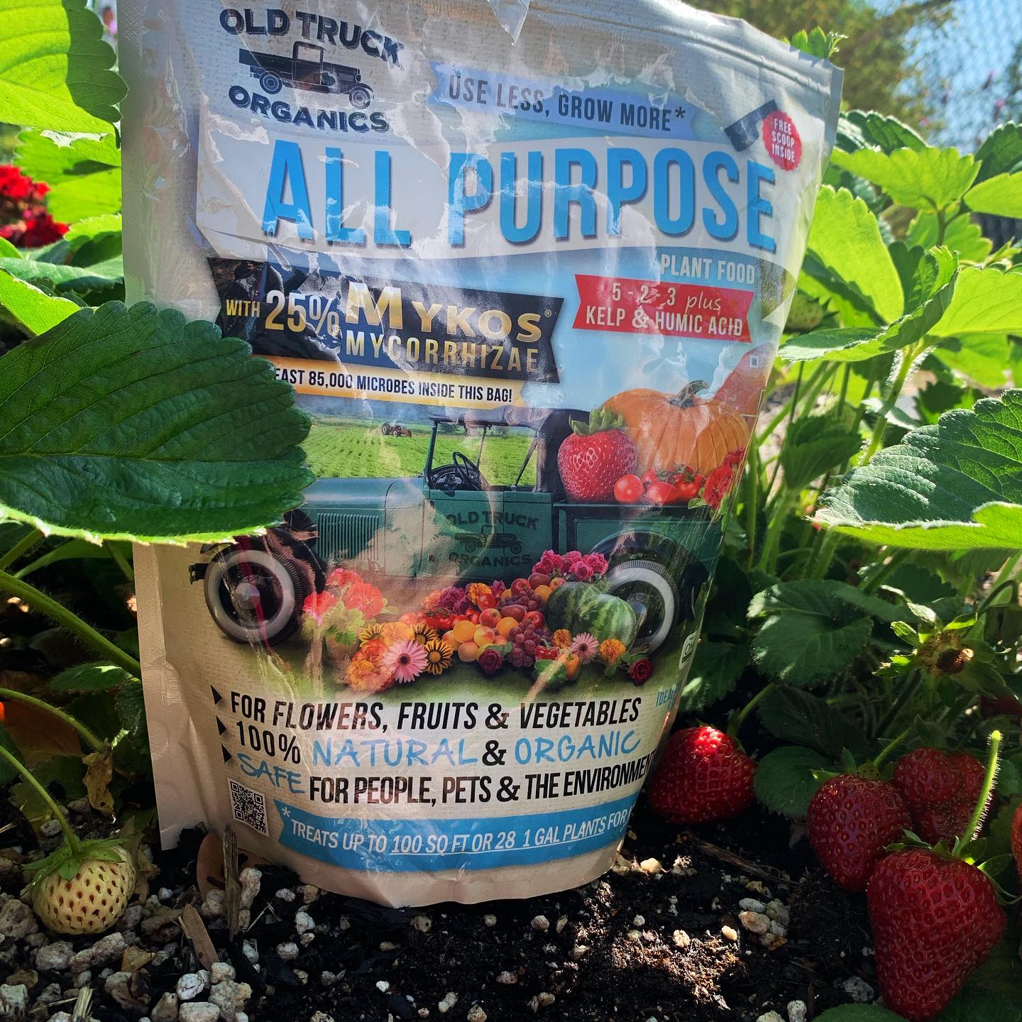 There’s nothing more delicious than a freshly picked, organic strawberries! 🍓 #oldtruckorganics #growyourown #organic #strawberry #garden #gardening #gardenchat #greenthumb