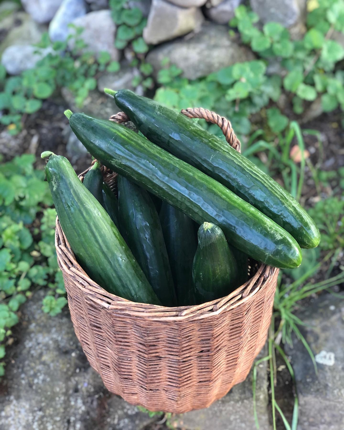 Unsere Gurken sind in absoluter Höchstform und liefern jede Menge leckerer Schlangengurken (länglich und glatt) also auch Nostrano-Gurken (kürzer und dicker)😊
Jetzt haben wir aber ein Problem: Sie wachsen und wachsen, gleichzeitig hat unser grösster Kunde aber viel weniger bestellt für diese Woche. Uns droht ein Überschuss, und die leckeren Gurken drohen zu verfaulen.
Kommt vorbei am Markt und deckt euch ein und nehmt am besten noch ein Paar mit für Freunde und Verwandte! Und kennt jemand einen Hofladen oder Ähnliches, der kurzfristig einspringen könnte und unsere feinen Gurken ins Sortiment aufnehmen möchte? Wir sind froh um jede Hilfe, teilen erwünscht!!😊
.
.
#zuverkaufen #frische #gurken #schlangengurken #salatgurken #nostranogurken #naturnah #ungespritzt #bio #demeter #nofoodwaste
