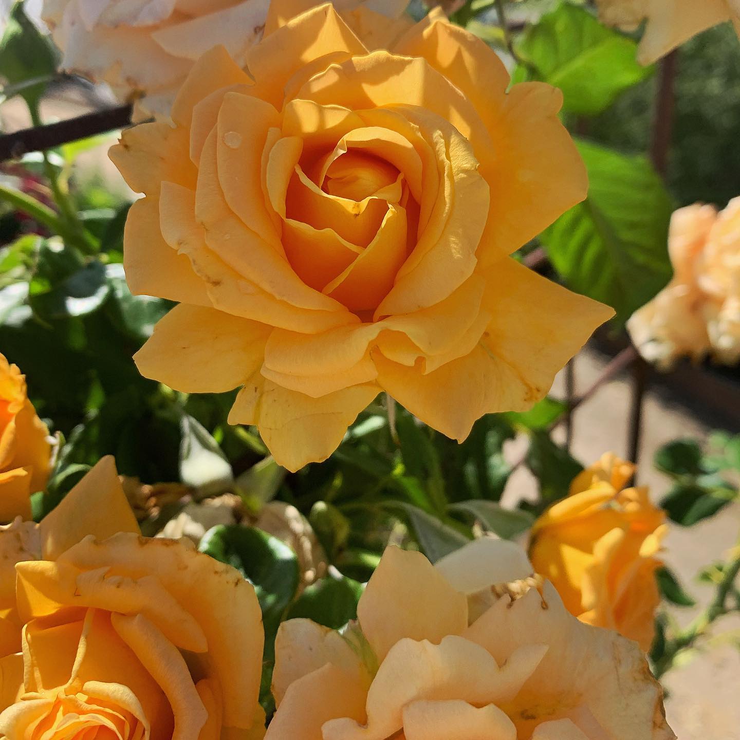 Keep your flowers lasting longer with the help of a beneficial soil fungus called mycorrhizae. This super mushrooms helps collect more nutrients and water and feed to the roots of a plants in exchange for carbohydrates produced by the plant. This symbiotic relationship helps promote more efficient plant growth! #oldtruckorganics #mykos #mycorrhizae #growyourown #organic #rose #flower #garden #gardening #gardenchat #greenthumb