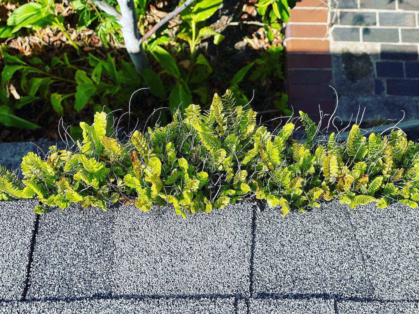 Hydroponic gutters?! Price of salad 🥗 is going up might be a good idea. Regular harvesting is recommended.