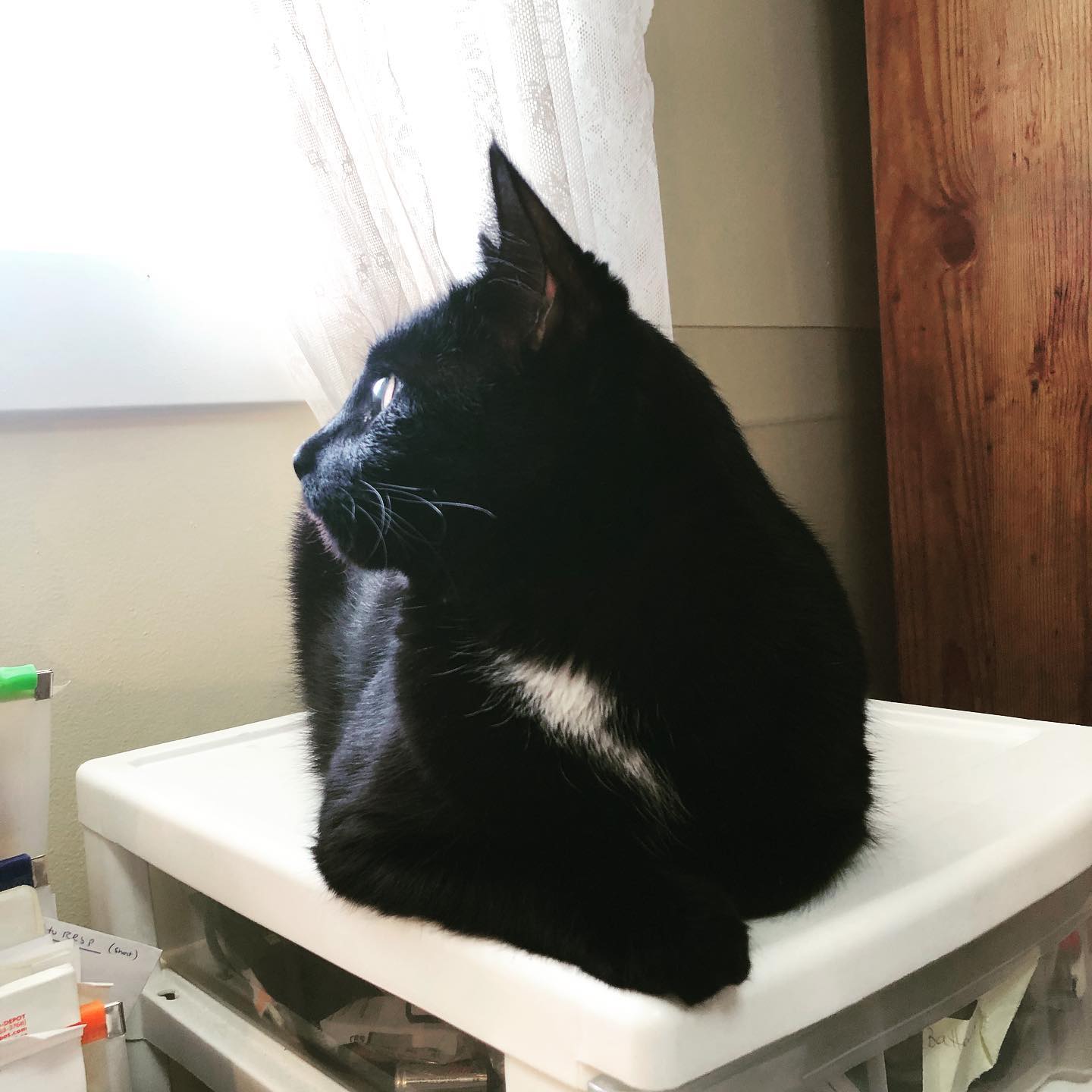 Studio cat says good morning!