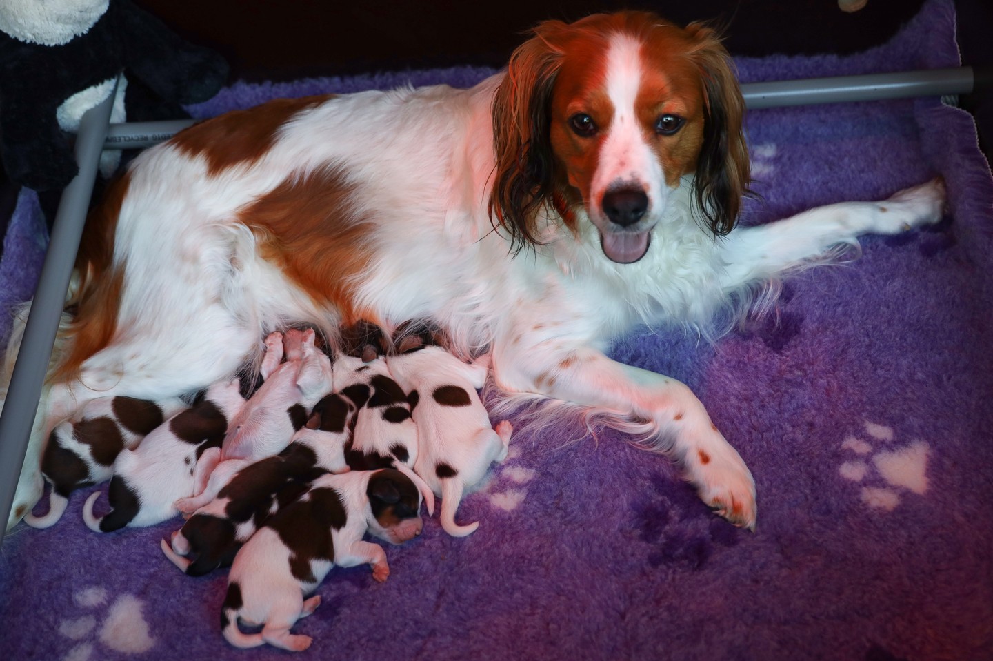 Een trotse Indy met haar 7 kleine puppy's! #eatsleeprepeat #kooiker #kooikerhondje #kooikersofinstagram