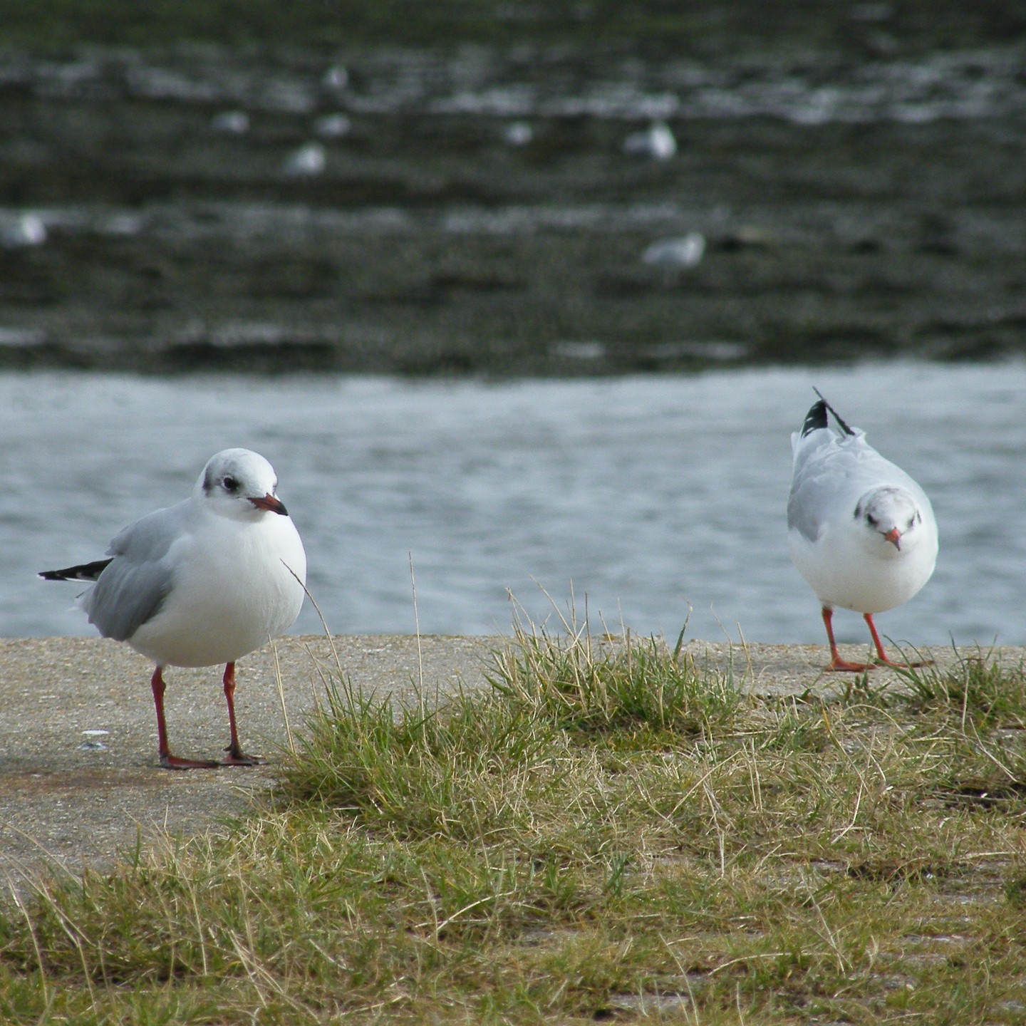 Sadly, an outbreak of Avian Influenza (more commonly known as 'Bird Flu') is having a devastating impact on wild bird populations across the UK.
Spreading between birds through contact with infected saliva and droppings, it's almost inevitable that we will begin to see cases of this across the Solent in the coming weeks.
As Langstone is home to many internationally important bird species, this is a worry for us.
Although the risk to humans is low, if you spot a dead bird, or suspect a bird is infected, do not touch.
Report dead seabirds, wildfowl, or birds of prey to the DEFRA helpline, with a location noted, on 03459 335577.
#langstone #thesolent #birds #avianflu #birdflu #wildlife #defra