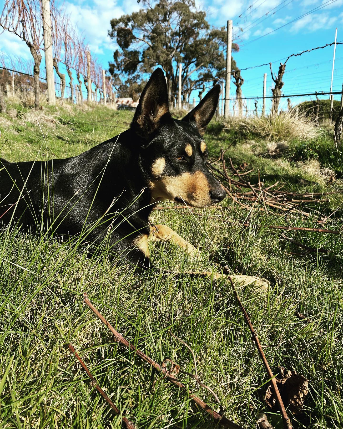 You know you’ve been doing a bit of pruning when you glance up at the tree in the distance and absentmindedly imagine where you would trim the branches off… #pruning #viticulture #dogfriends