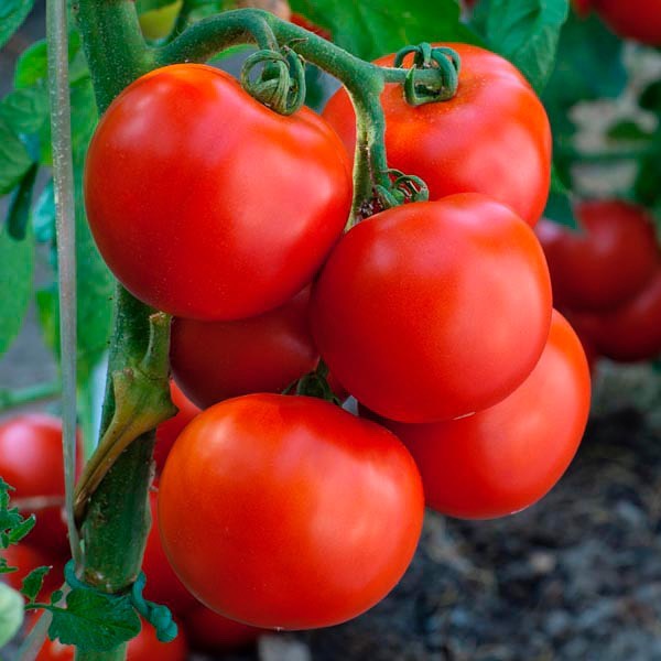 We hope you have already started growing your tomatoes for this years Weaverham Show 😃 make sure you choose your very best to impress our judges 🍅.
#tomato #tomatoes #villageshow #judge #1stprize
