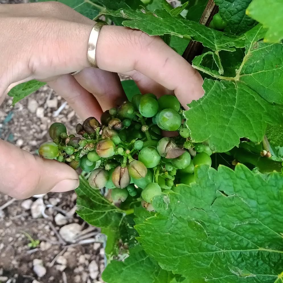 Tant que le raisin n'est pas dans le pressoir, rien n'est gagné !
Résultats de la grêle tombée la nuit du 26 juin sur nos gewurztraminer Grand Cru Wineck Schlossberg