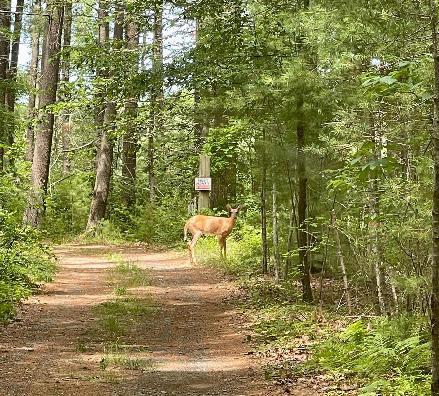 Heading to pond we were met by a pair of greeters….